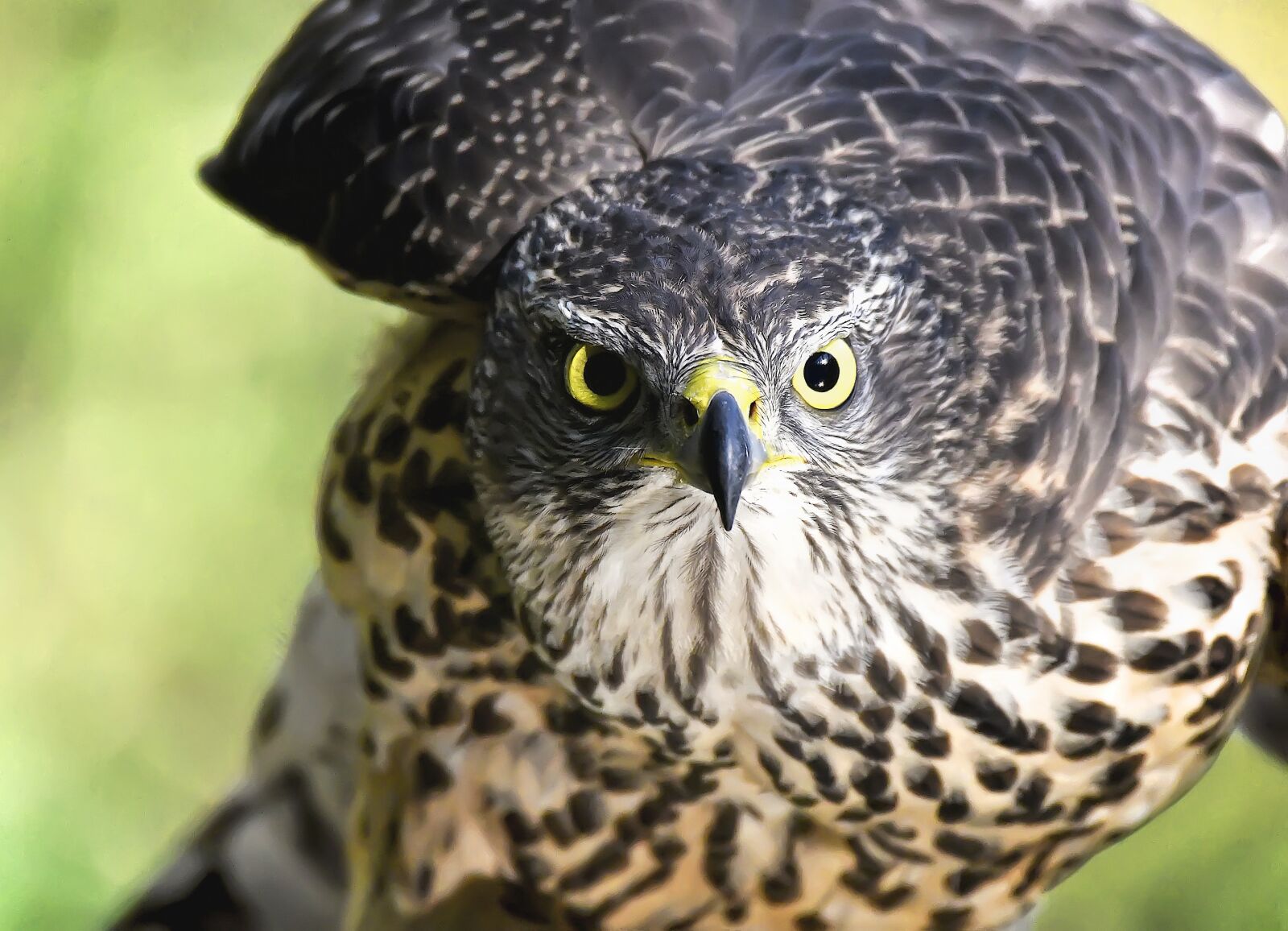 Nikon D500 sample photo. Birds, astor, first photography