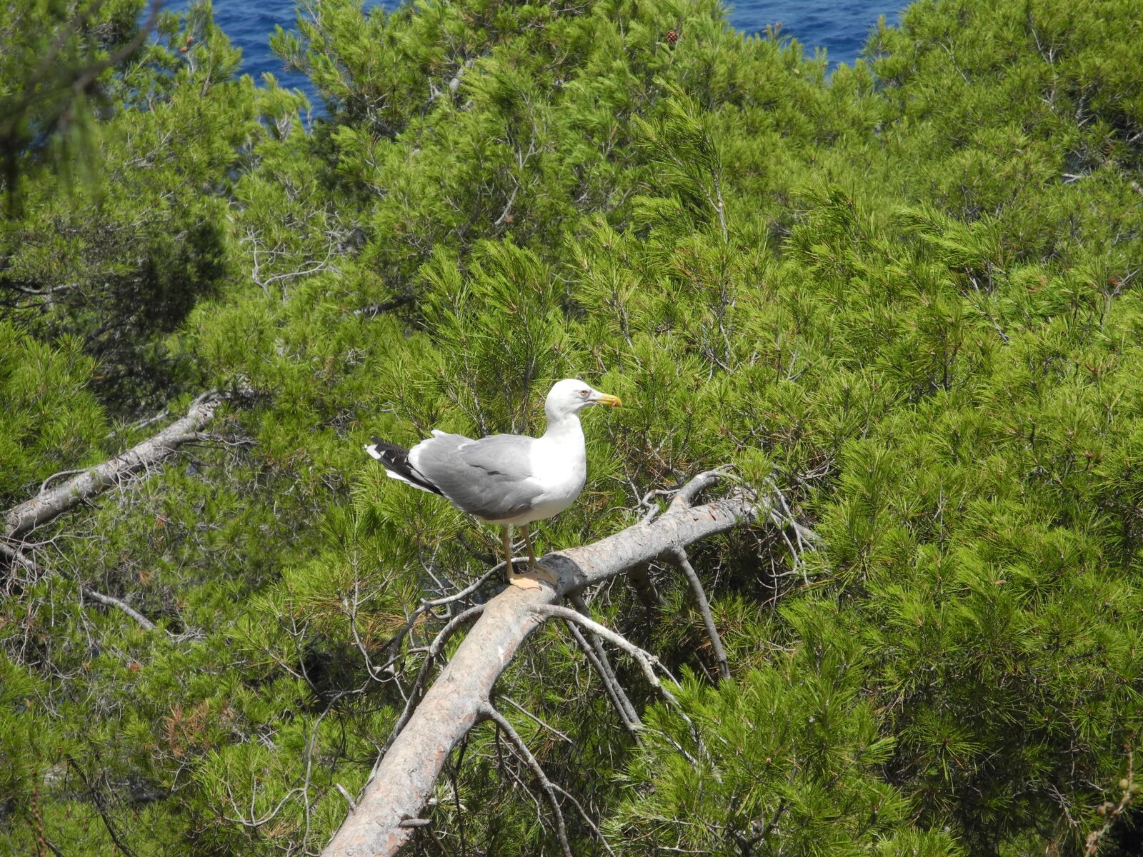 Nikon Coolpix P7000 sample photo. Gull l, animal, bird photography