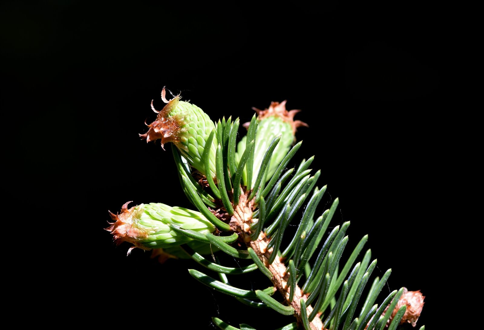 Nikon D7200 sample photo. Pine branch, spruce drive photography
