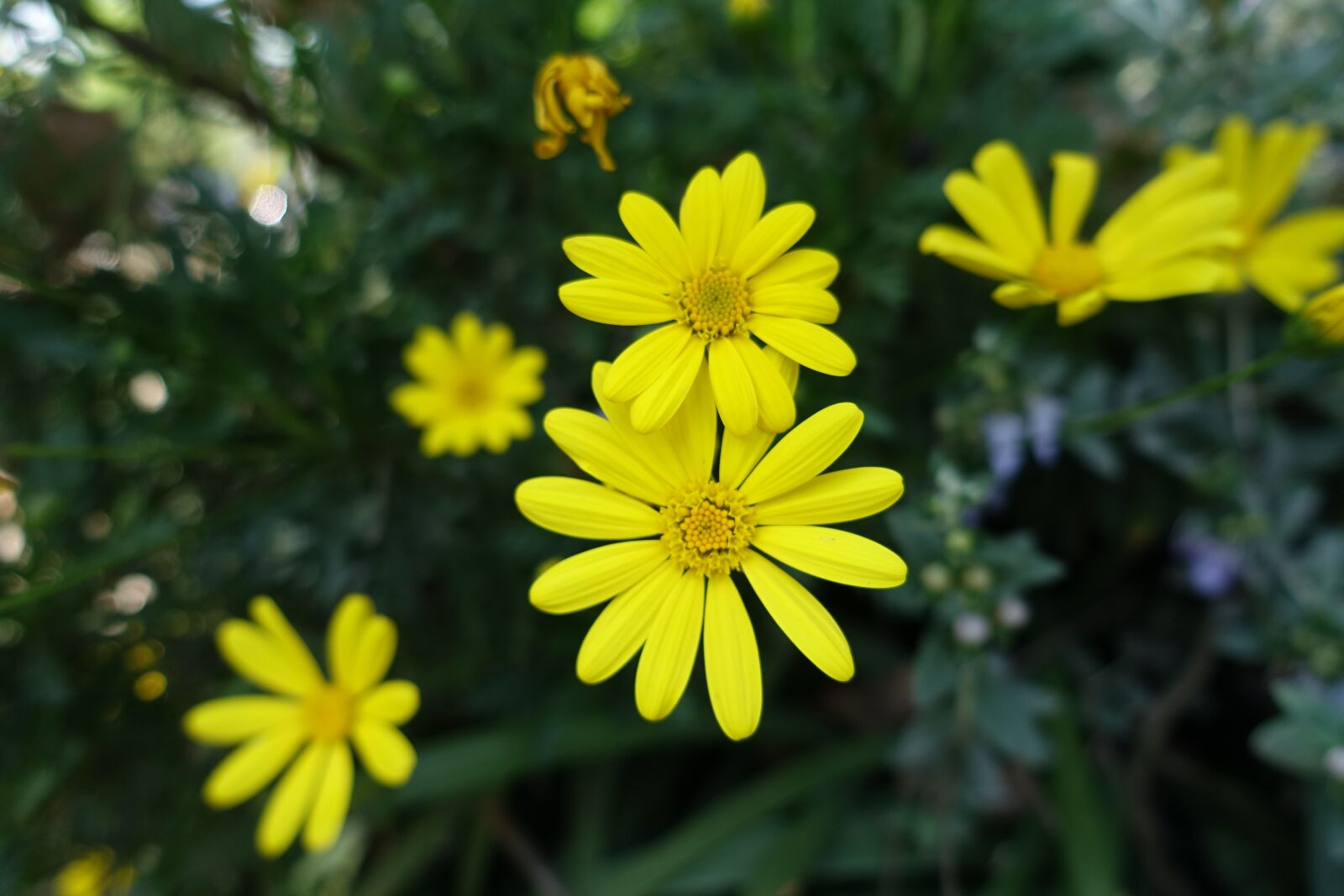 Sony Cyber-shot DSC-RX100 III sample photo. Small yellow flowers, sunflower photography