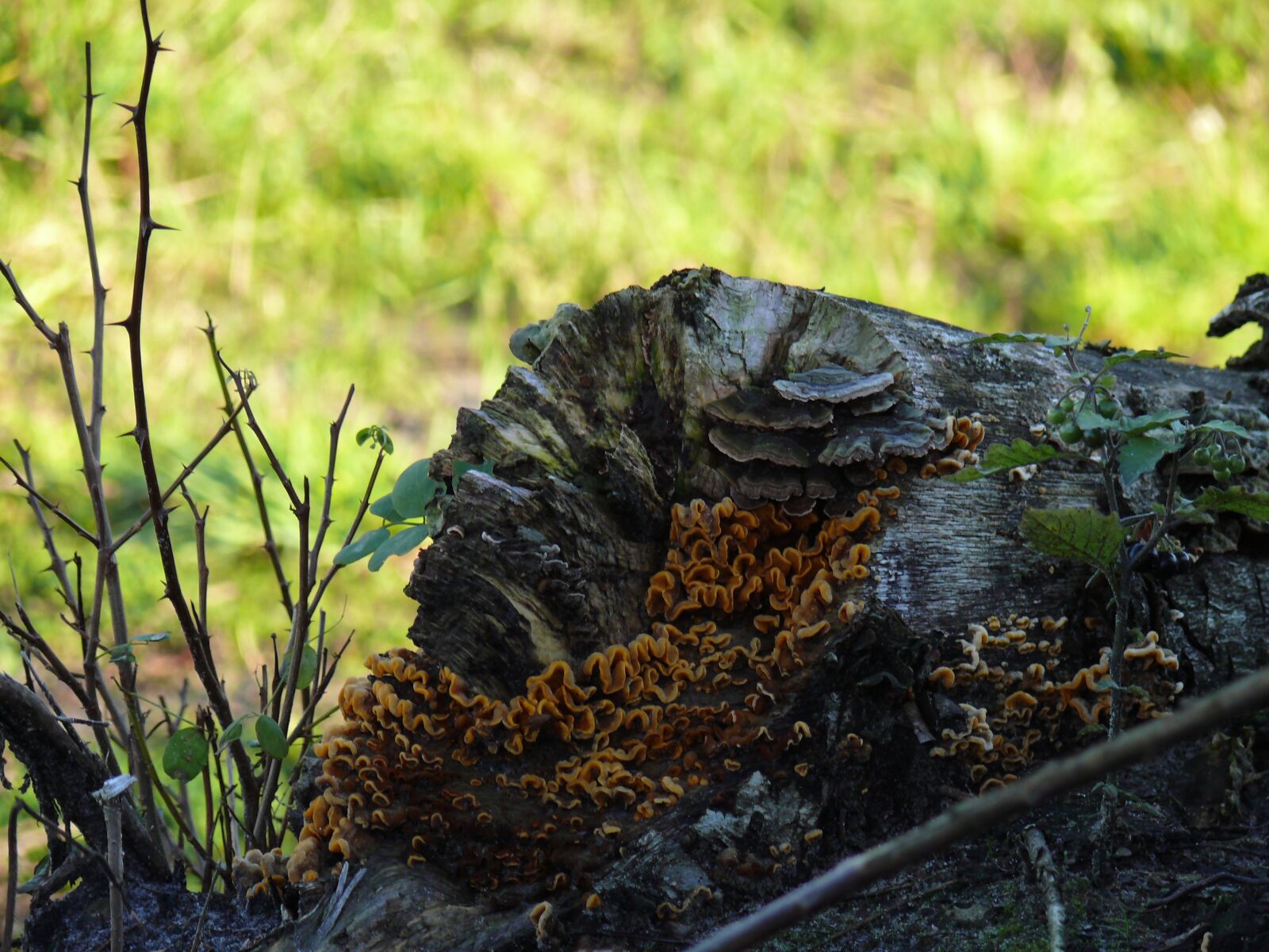 Panasonic DMC-FZ50 sample photo. Tree trunk, mushroom, agaric photography