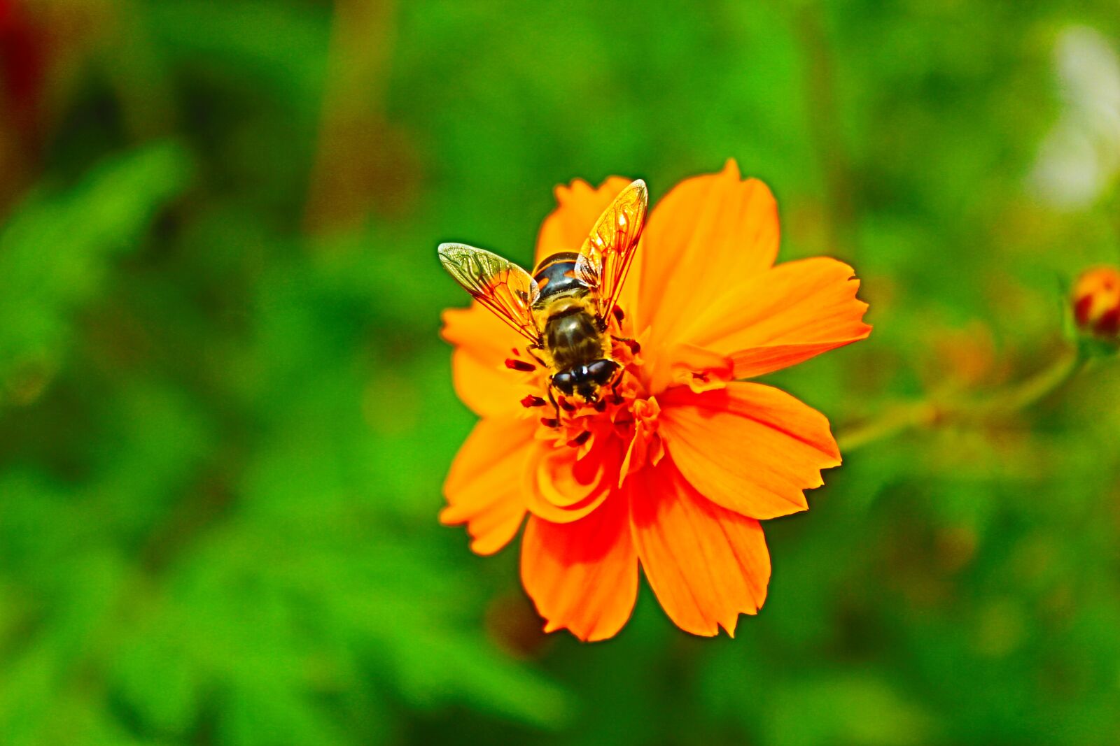 Canon EOS 650D (EOS Rebel T4i / EOS Kiss X6i) sample photo. Nature, insect, summer photography