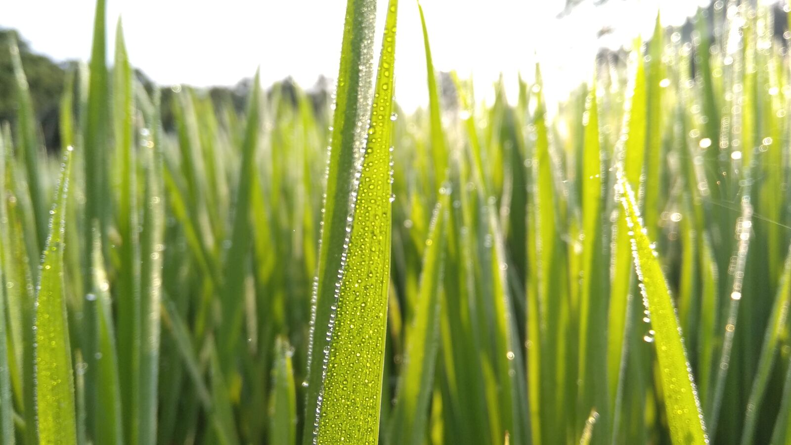 Xiaomi Redmi 5A sample photo. Water, grass, tree photography