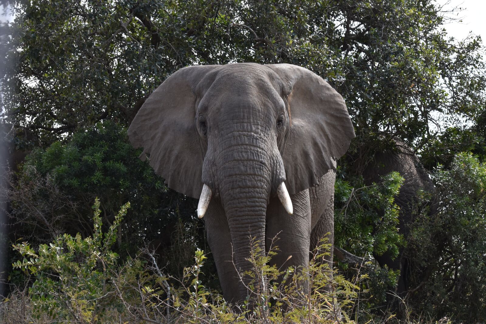 Nikon D7200 sample photo. Elephant, south africa, wild photography