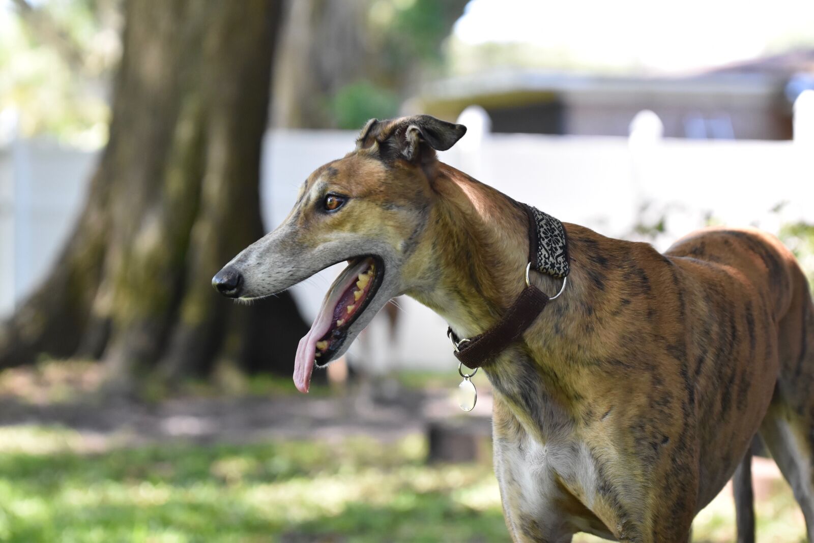 Nikon D5500 sample photo. Greyhound, retired racing dog photography