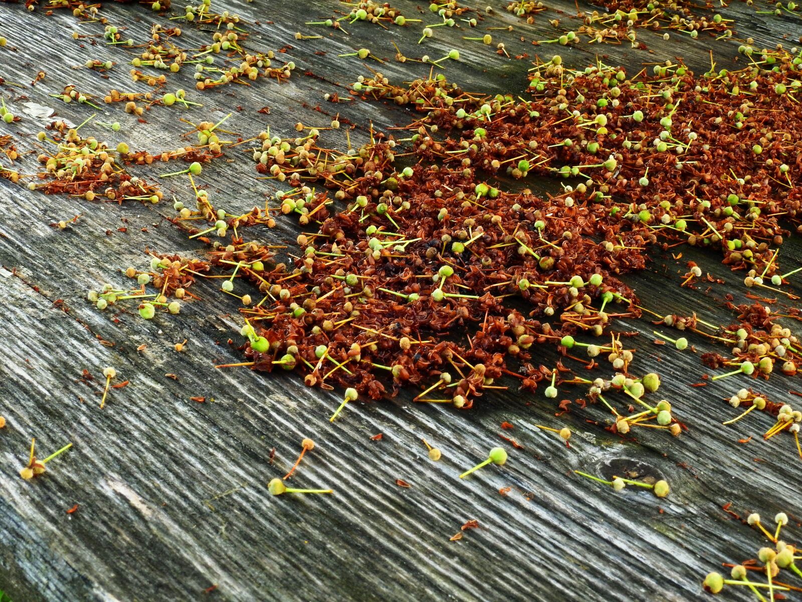 Nikon Coolpix P900 sample photo. Wood, flowers, nature photography