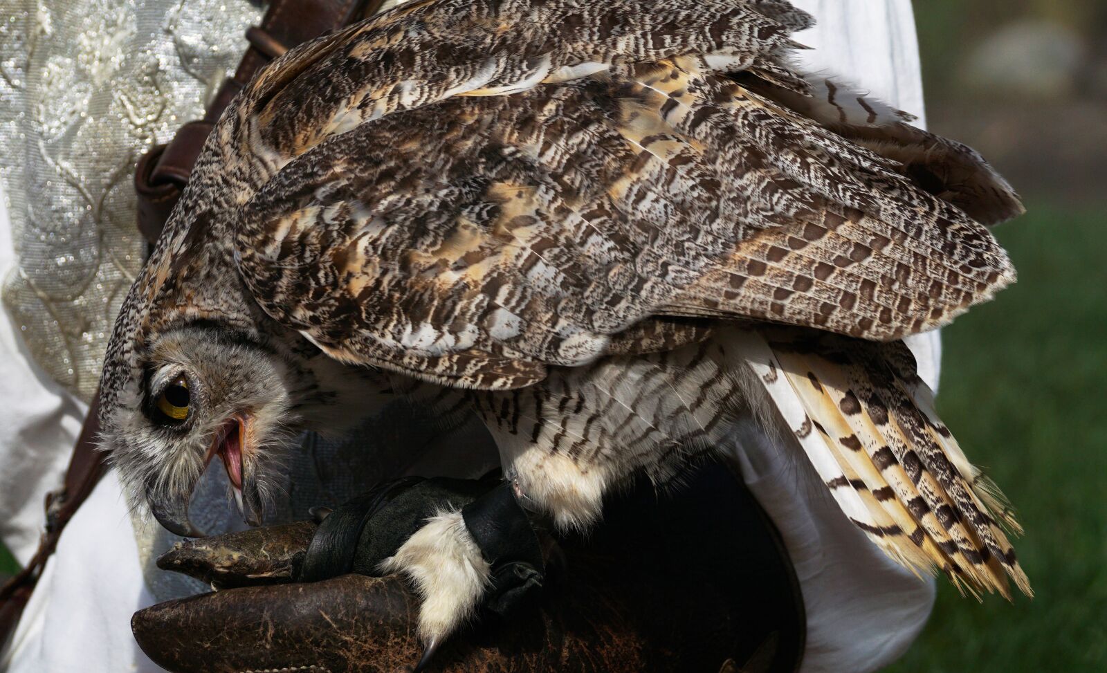 Sony DT 55-300mm F4.5-5.6 SAM sample photo. Eagle owl, owl, bird photography