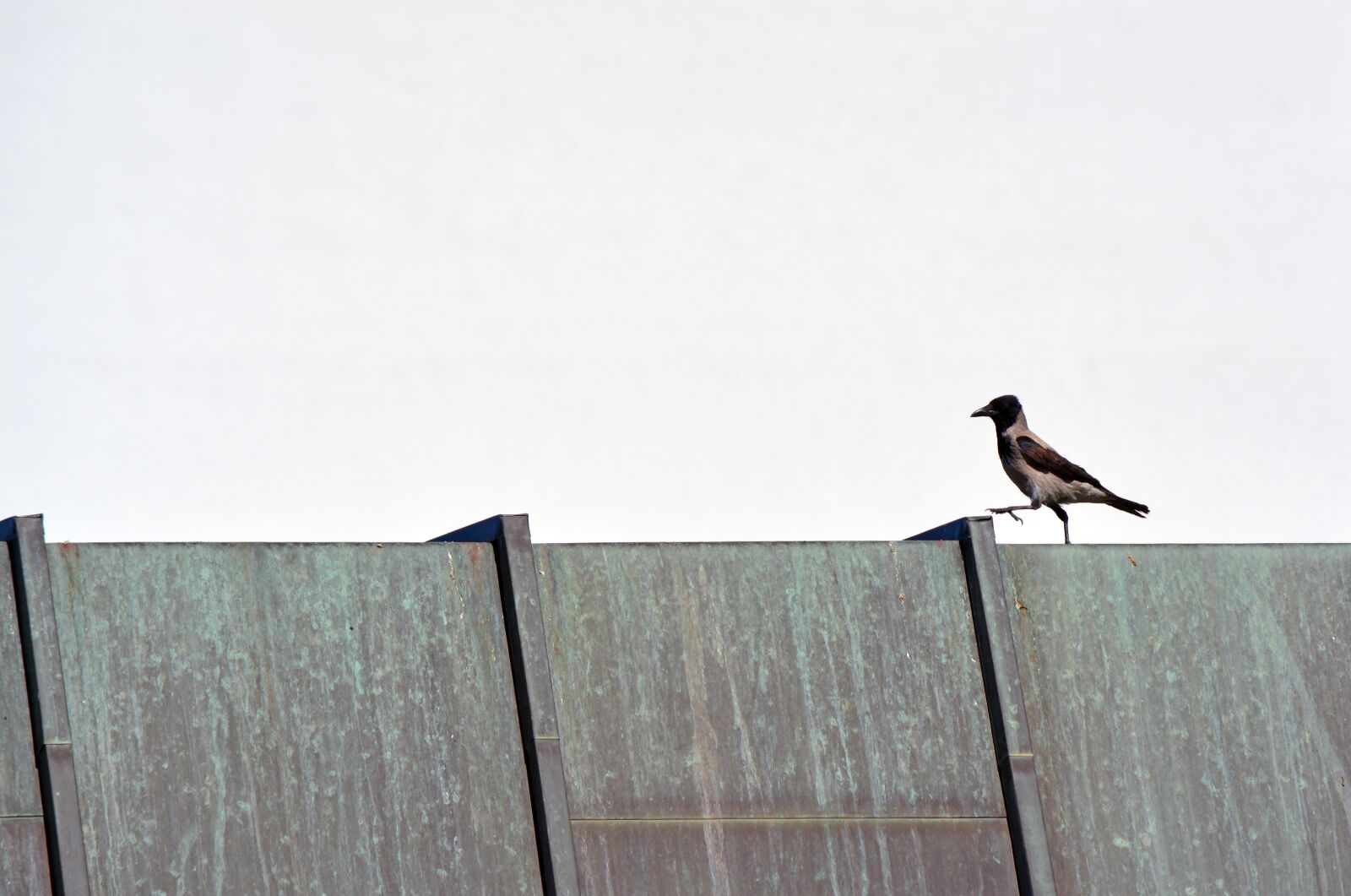 Nikon D5200 sample photo. Crow, bird, raven photography