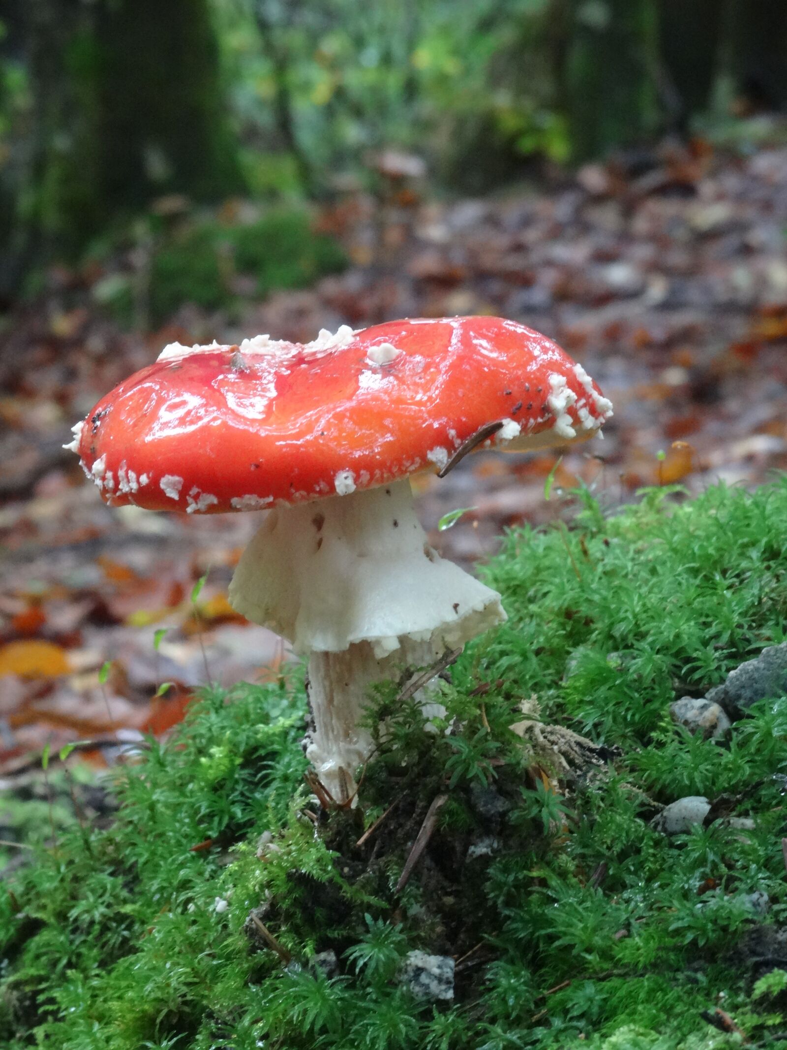 Sony Cyber-shot DSC-WX300 sample photo. Mushroom, nature, toadstool photography