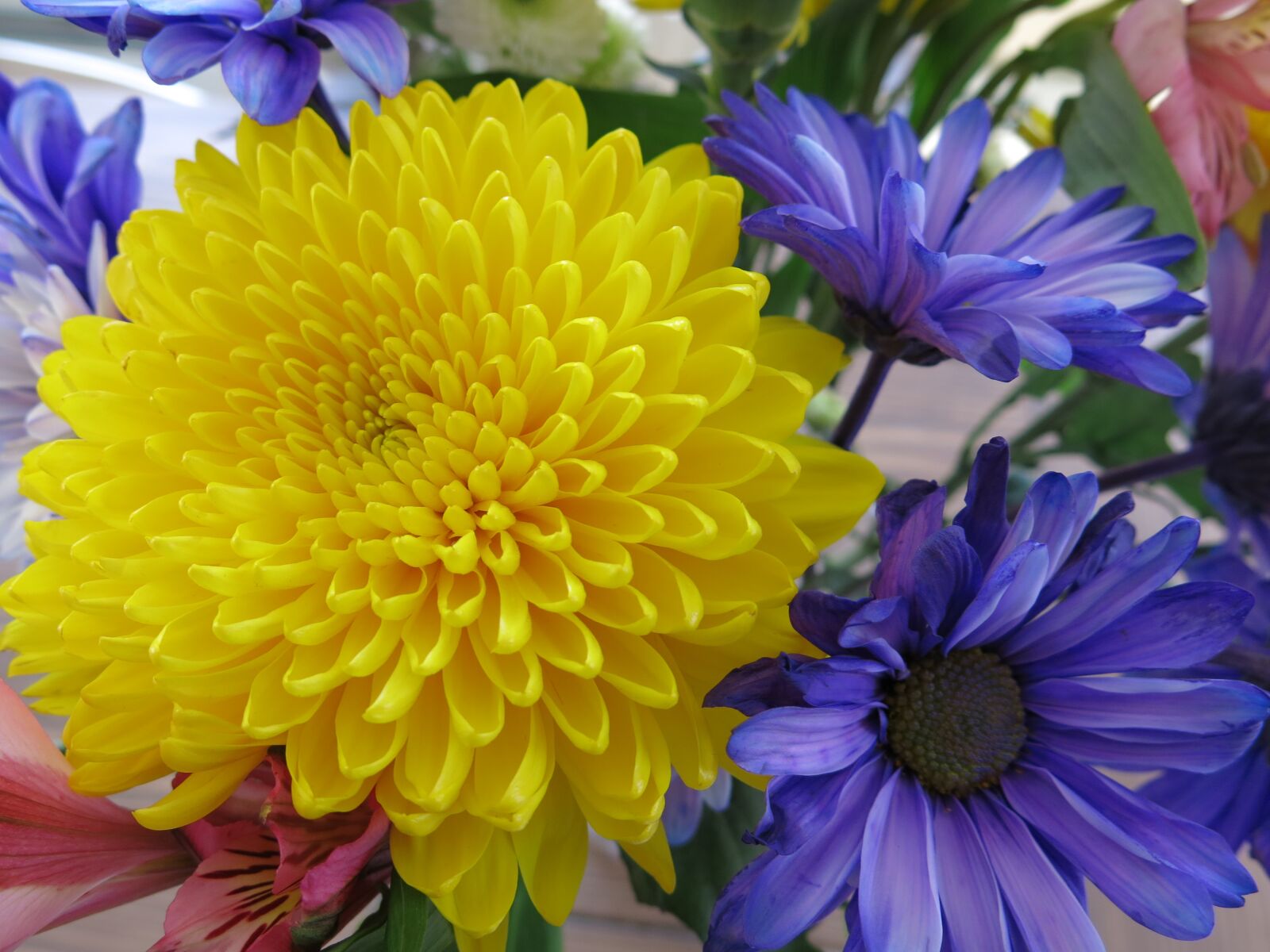 Canon PowerShot G15 sample photo. Flowers, chrysanthemum, mum photography