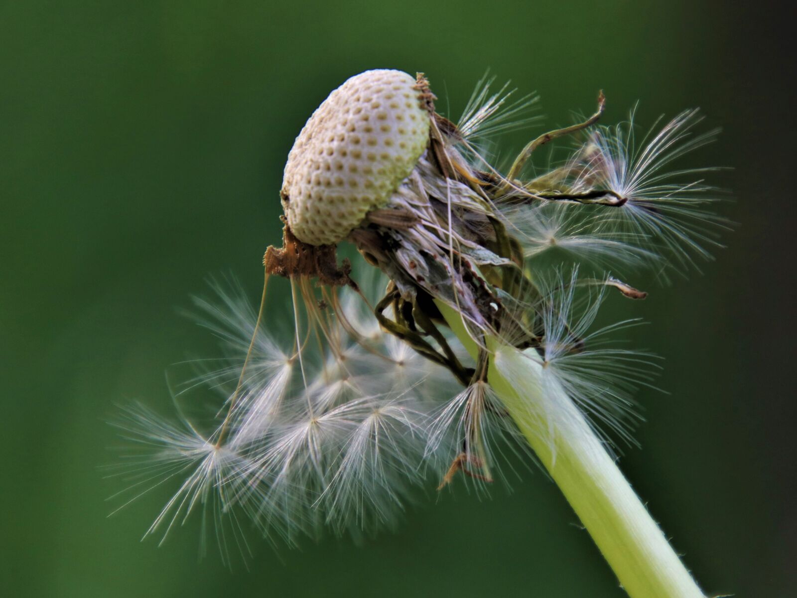 Canon EOS 80D sample photo. Dandelion, he pointed to photography