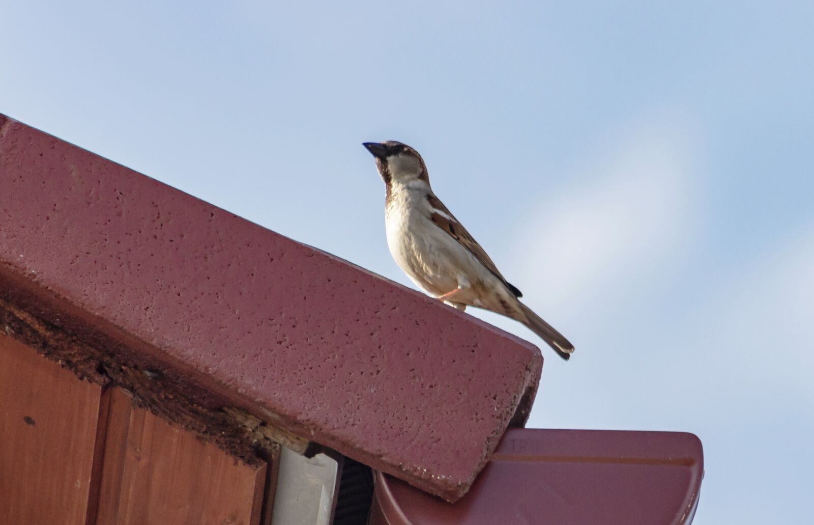 Canon EF75-300mm f/4-5.6 sample photo. House sparrow, sparrow, bird photography