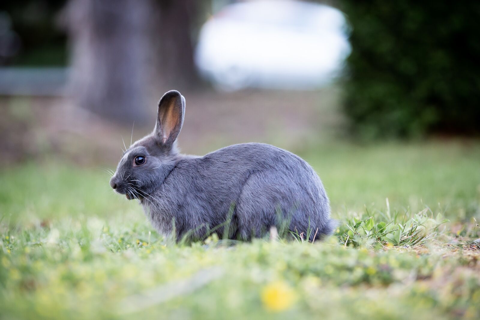 Canon EOS 6D sample photo. Bunny, rabbit, grass photography