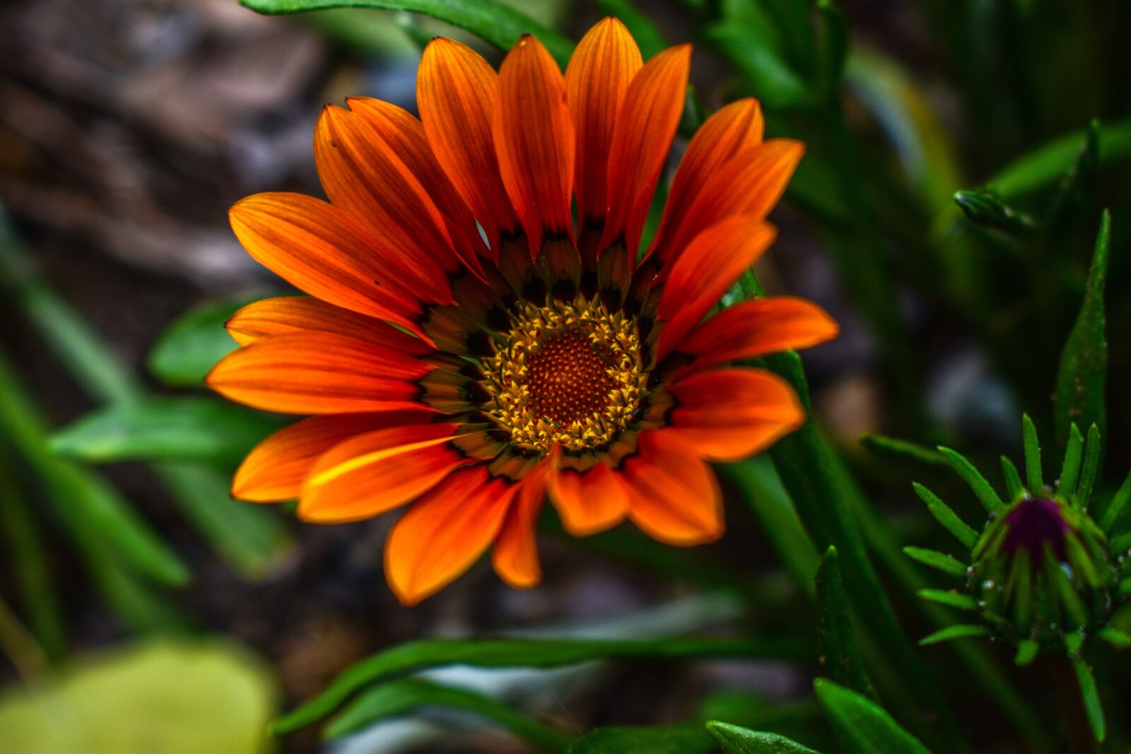 Nikon D3400 sample photo. Nature, plant, flower photography