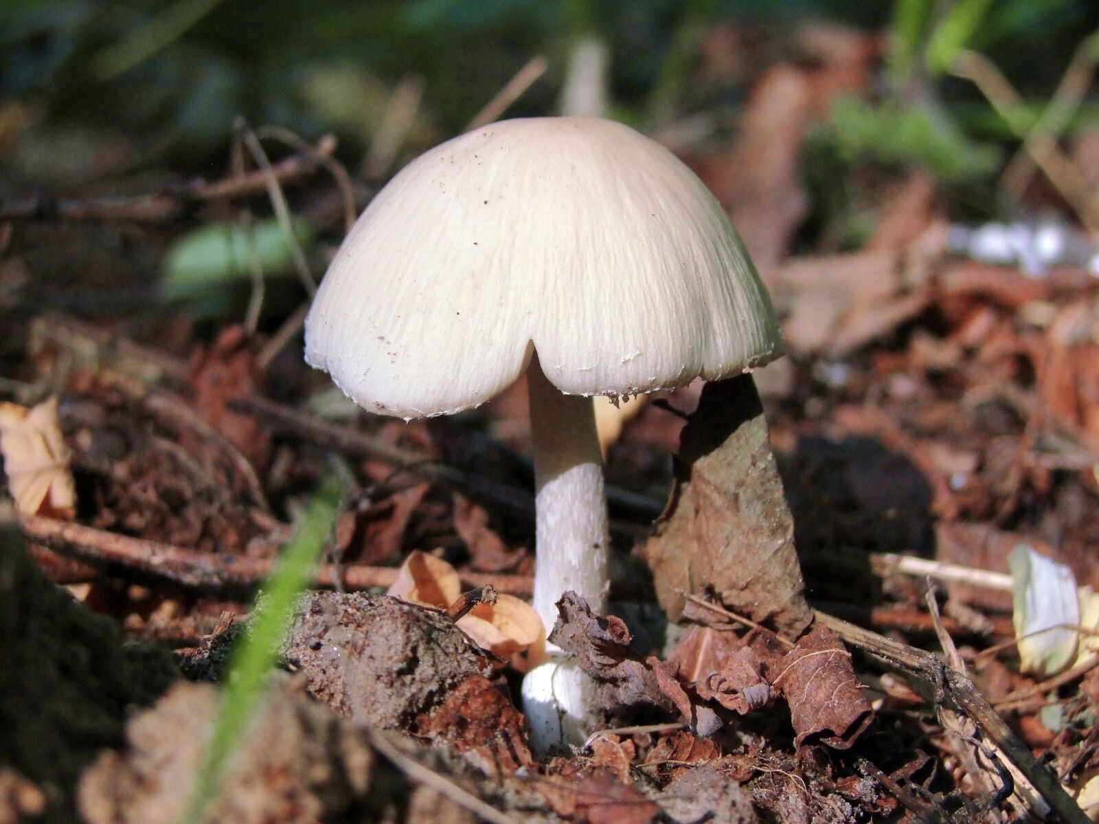 Fujifilm FinePix S100fs sample photo. Mushroom, clear, forest photography