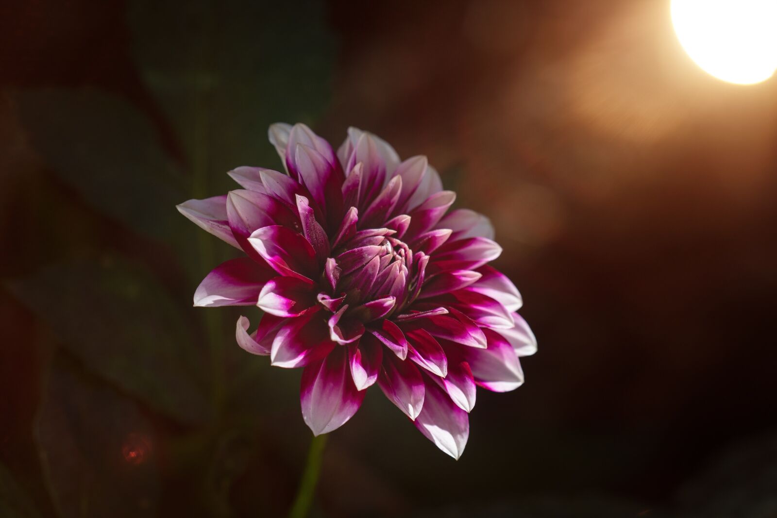 Nikon D7100 sample photo. Flower, dalia, dahlia photography