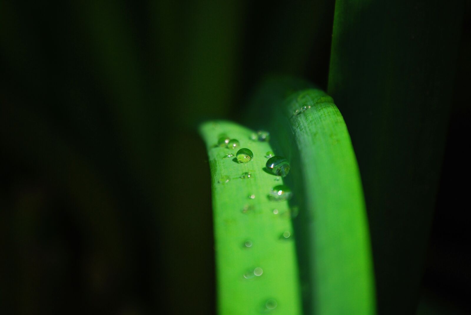 Nikon D60 sample photo. Trickle, water, dew photography
