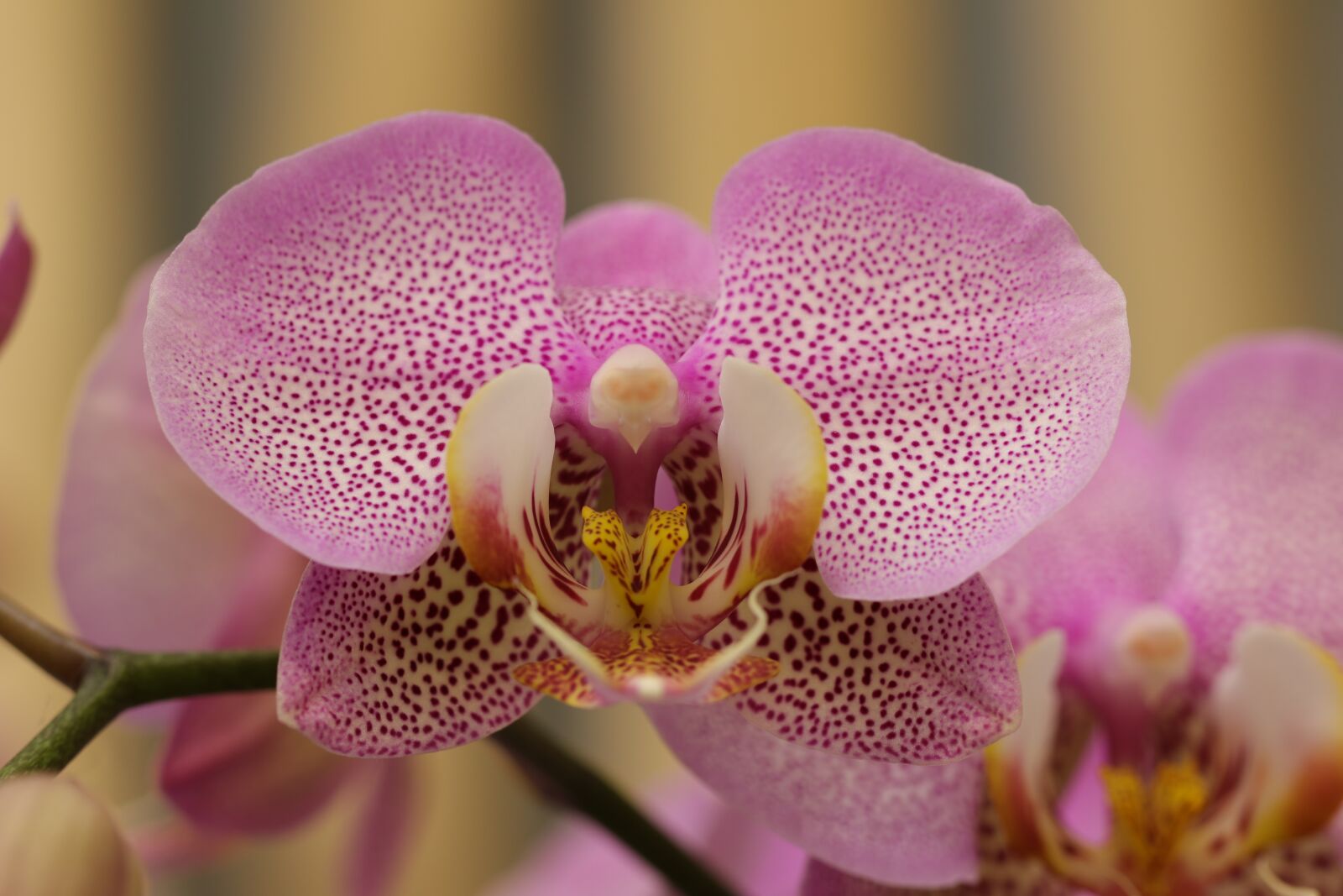 Canon EF 100mm F2.8L Macro IS USM sample photo. Orchid, phalaenopsis, flowers photography