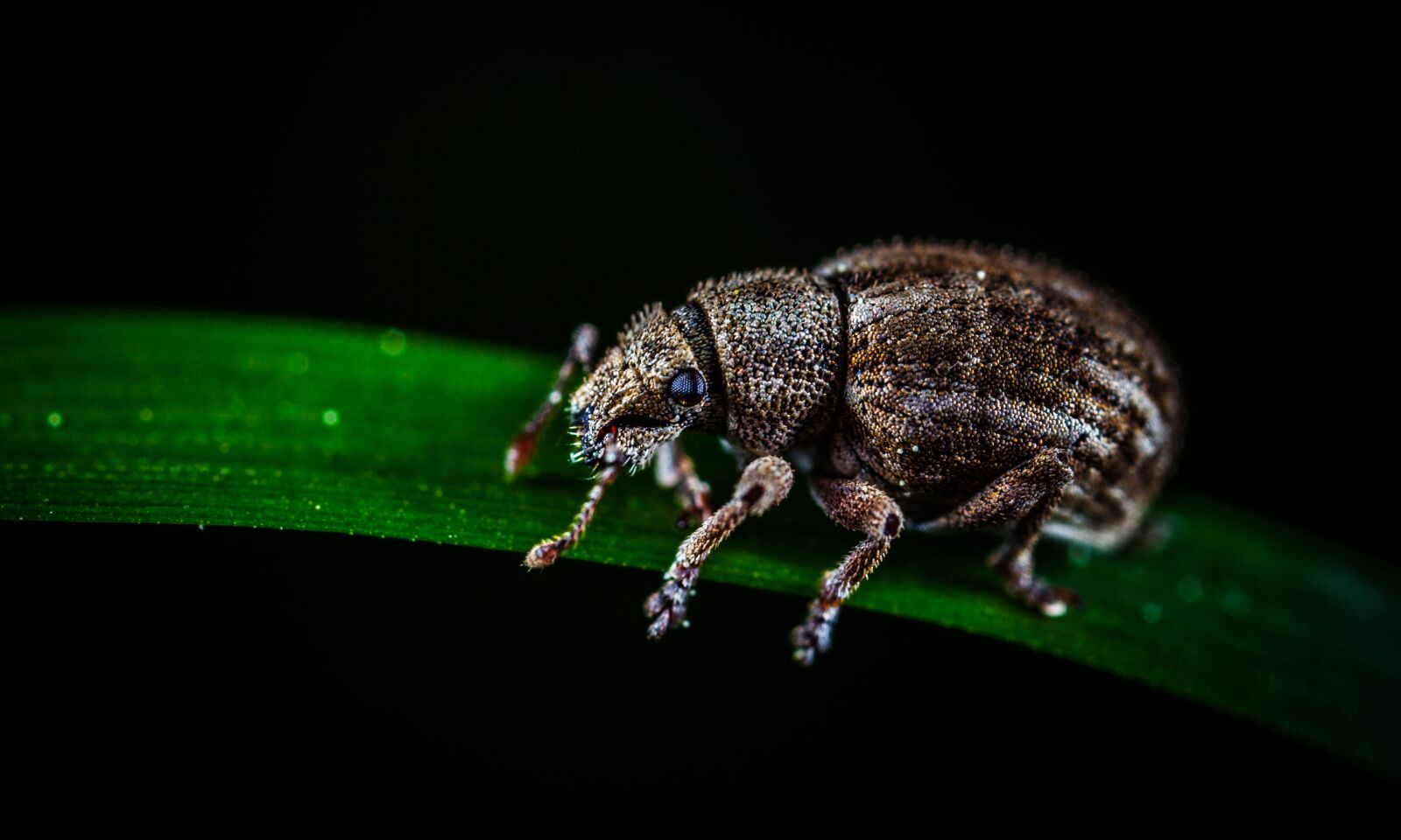 Canon EOS 5D Mark II + Canon MP-E 65mm F2.5 1-5x Macro Photo sample photo. Beetle, insect, bespozvonochnoe photography