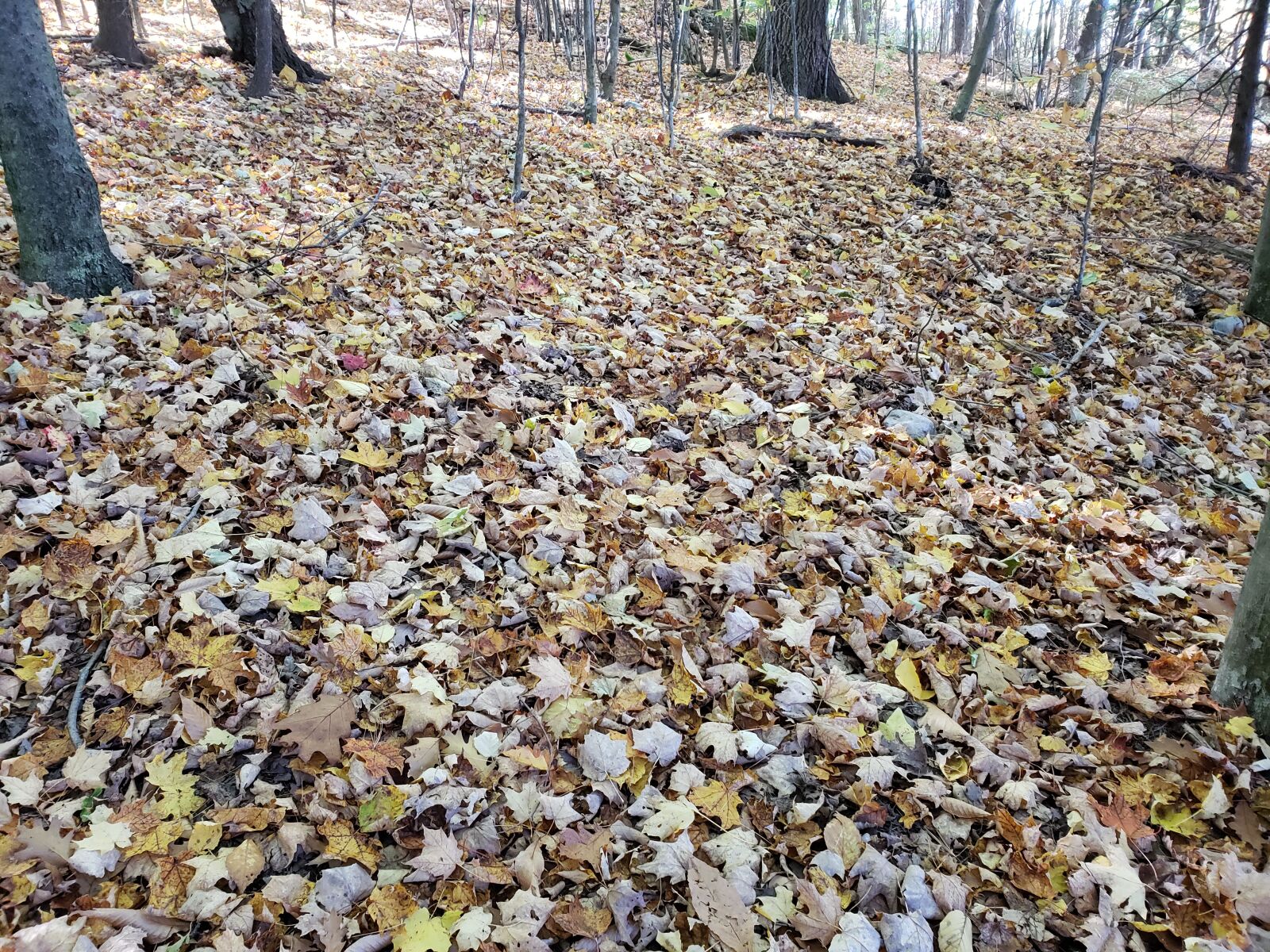 Samsung Galaxy S9+ sample photo. Vermont, fallen leaves, autumn photography