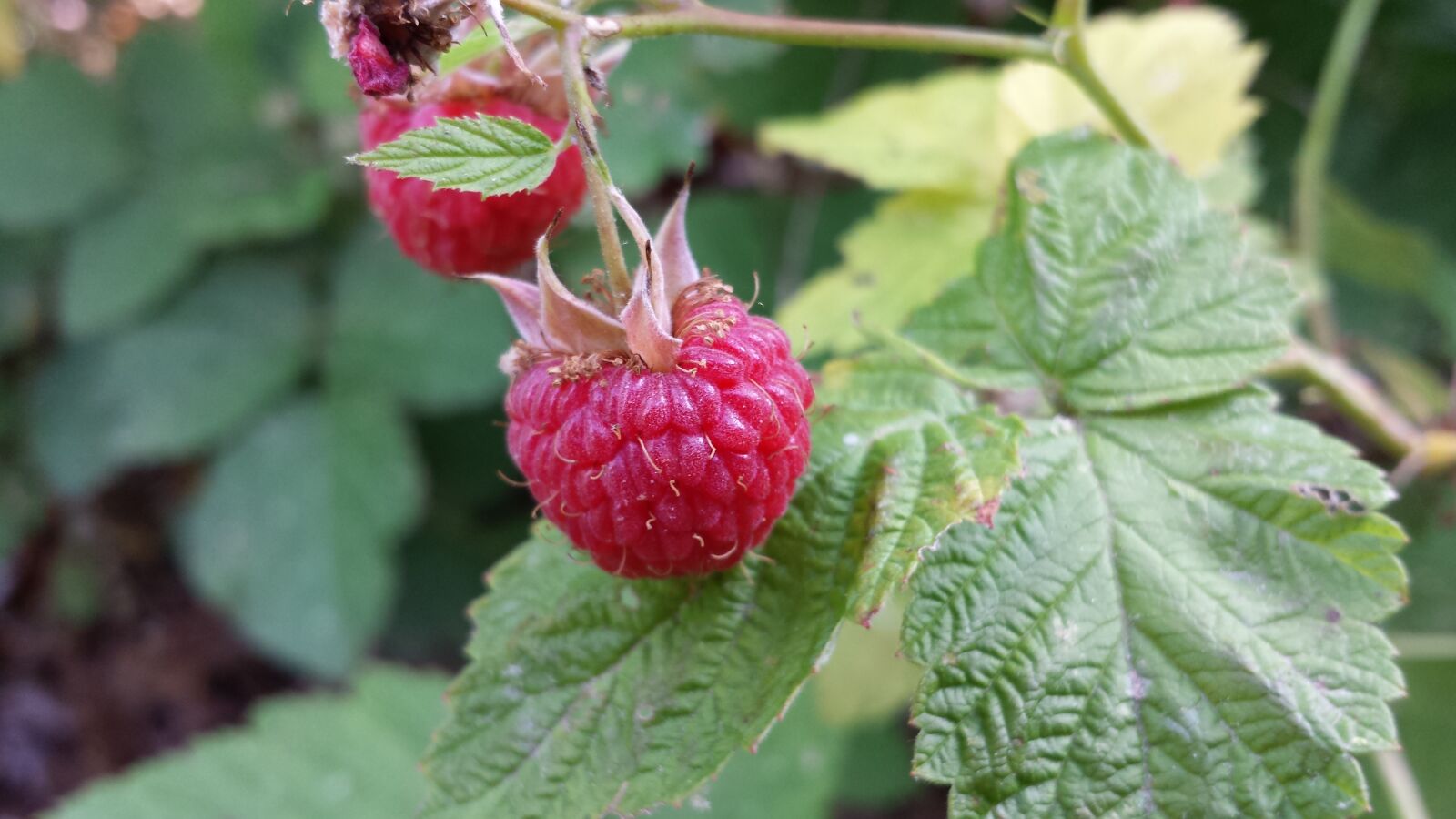 Samsung Galaxy S4 sample photo