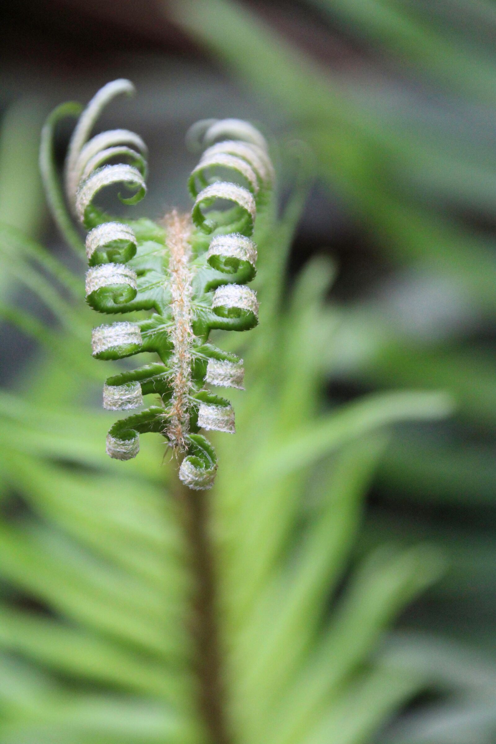 Canon EOS 1200D (EOS Rebel T5 / EOS Kiss X70 / EOS Hi) sample photo. Fern, green, leaf photography