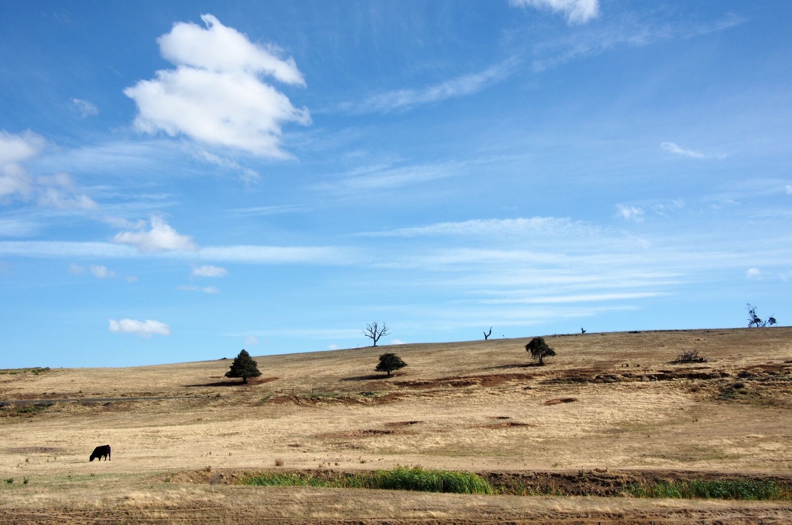 Olympus OM-D E-M5 sample photo. Cow, sky, desert photography
