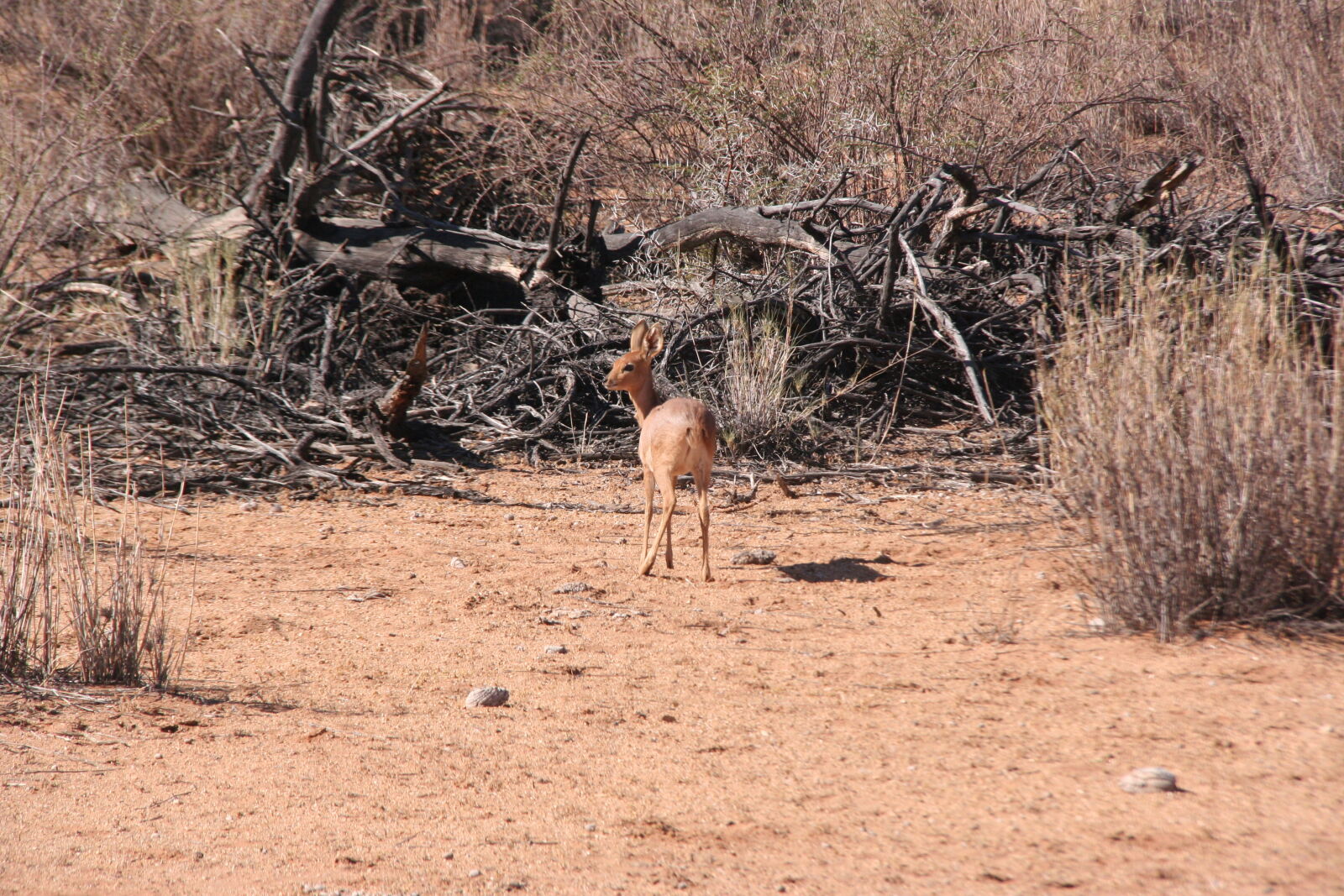 Canon EOS 350D (EOS Digital Rebel XT / EOS Kiss Digital N) sample photo. Steenbok, impala, namibia photography