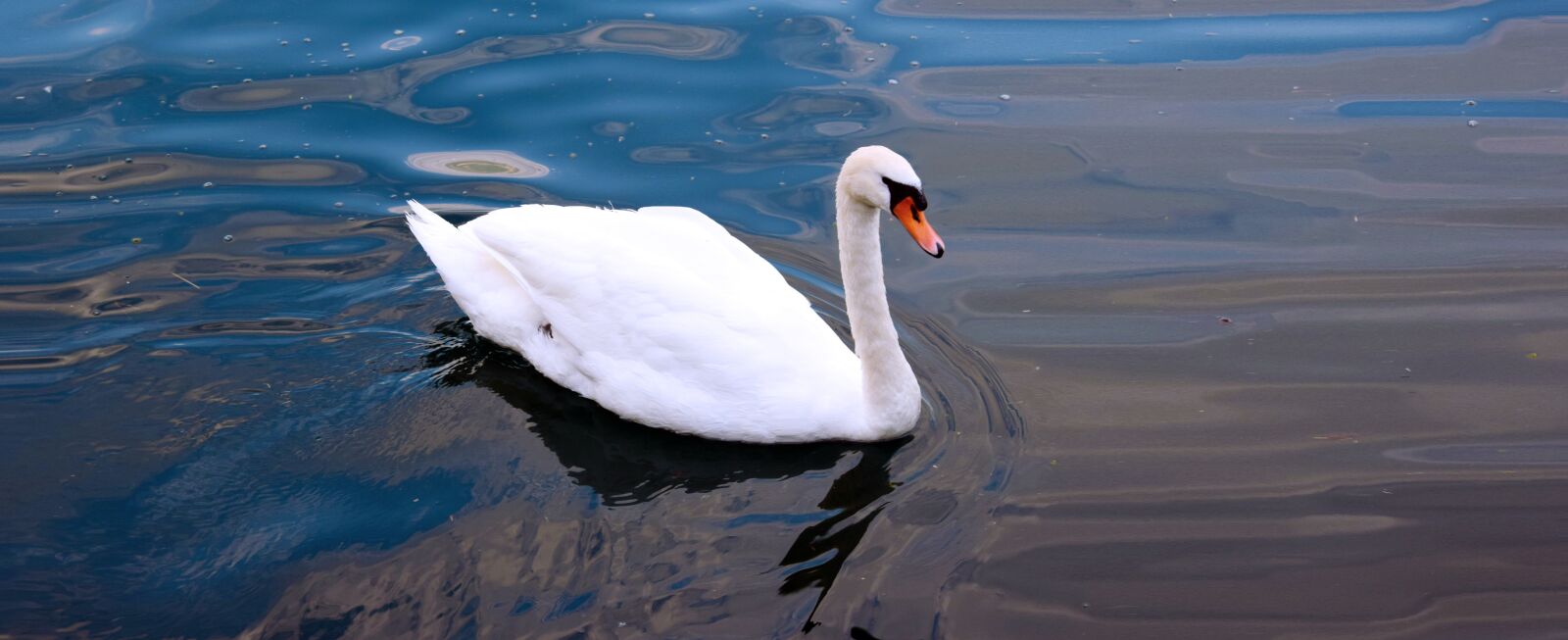 Nikon D3300 sample photo. Swan, lake, water photography