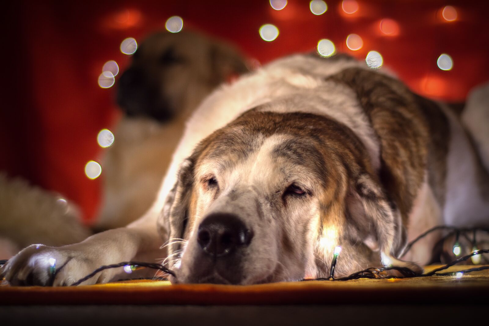 Nikon D7200 sample photo. Christmas dog, dog, lichterkette photography