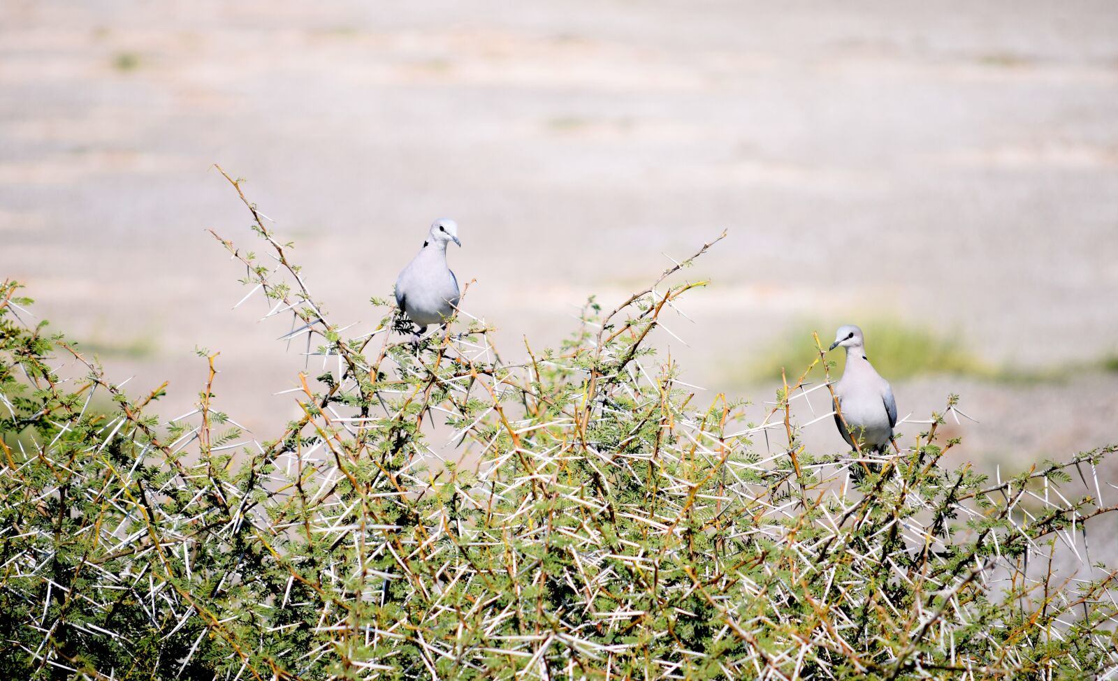 Nikon D5300 sample photo. Dove, thorn, tree photography