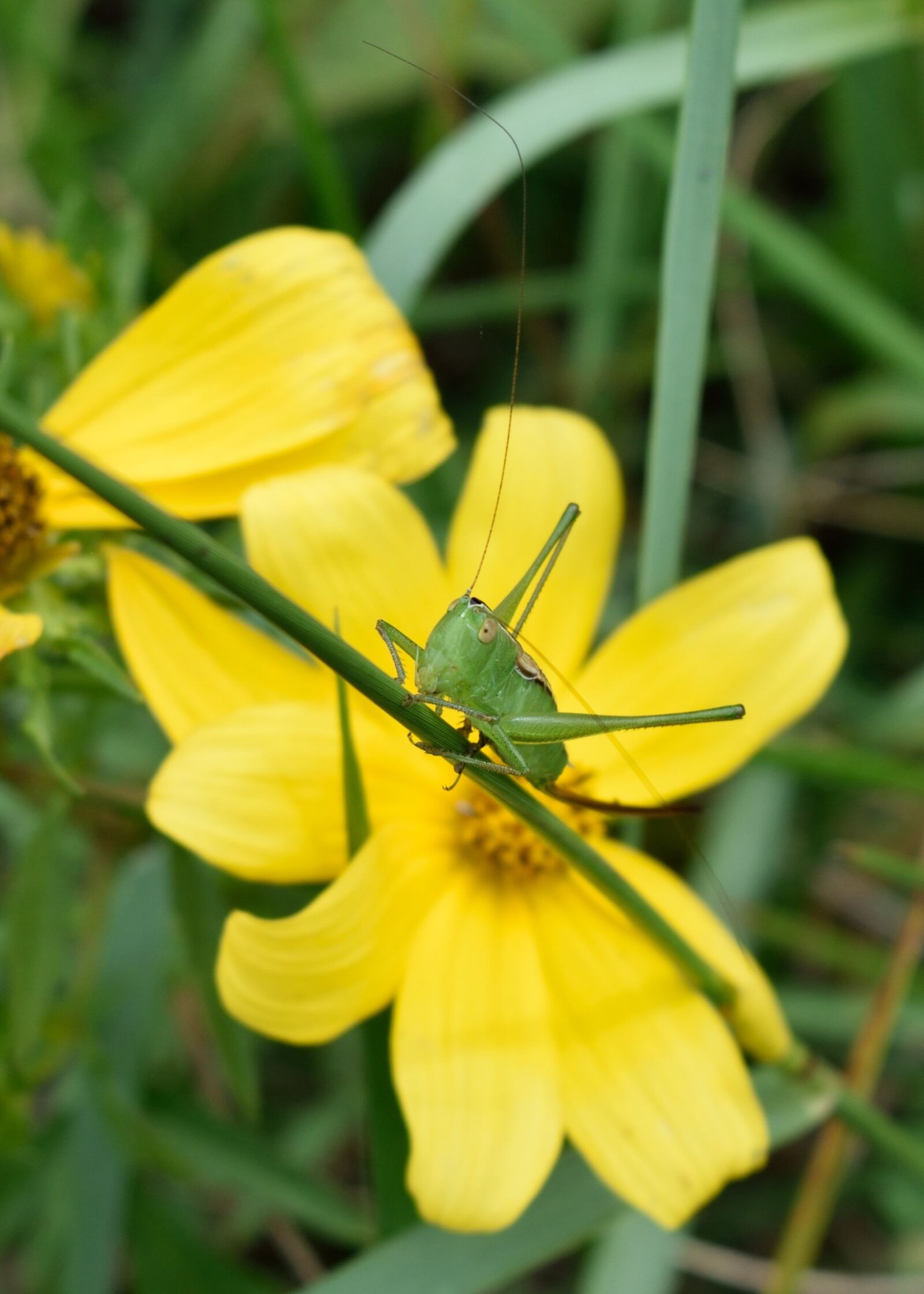 Nikon D3300 sample photo. Grasshopper, insect, flower photography