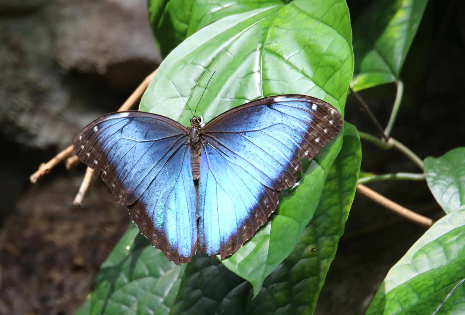 Canon EOS 7D Mark II sample photo. Animal, blue, blue, butterfly photography
