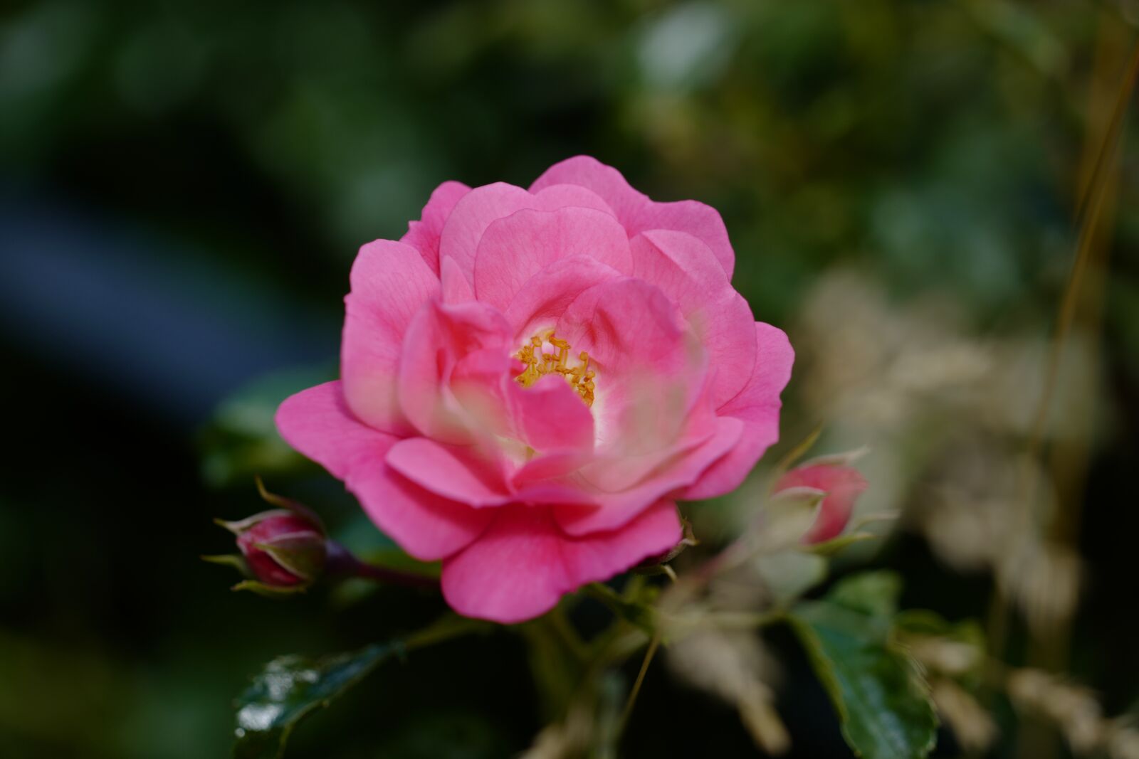 Leica CL sample photo. Flower, rose, nature photography