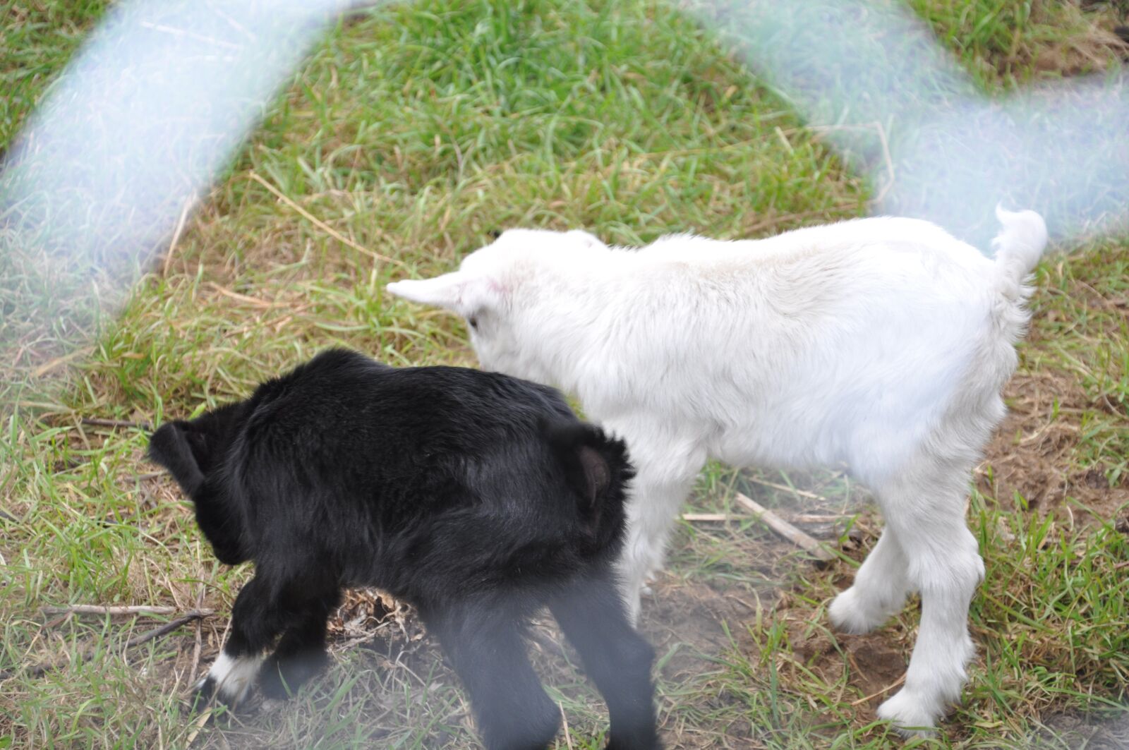 Nikon D90 sample photo. Farm, capra, animal photography