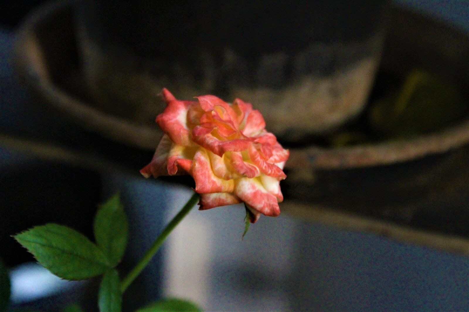 Canon EOS 700D (EOS Rebel T5i / EOS Kiss X7i) + Canon EF-S 18-55mm F3.5-5.6 IS II sample photo. Rose, plant, bloom photography