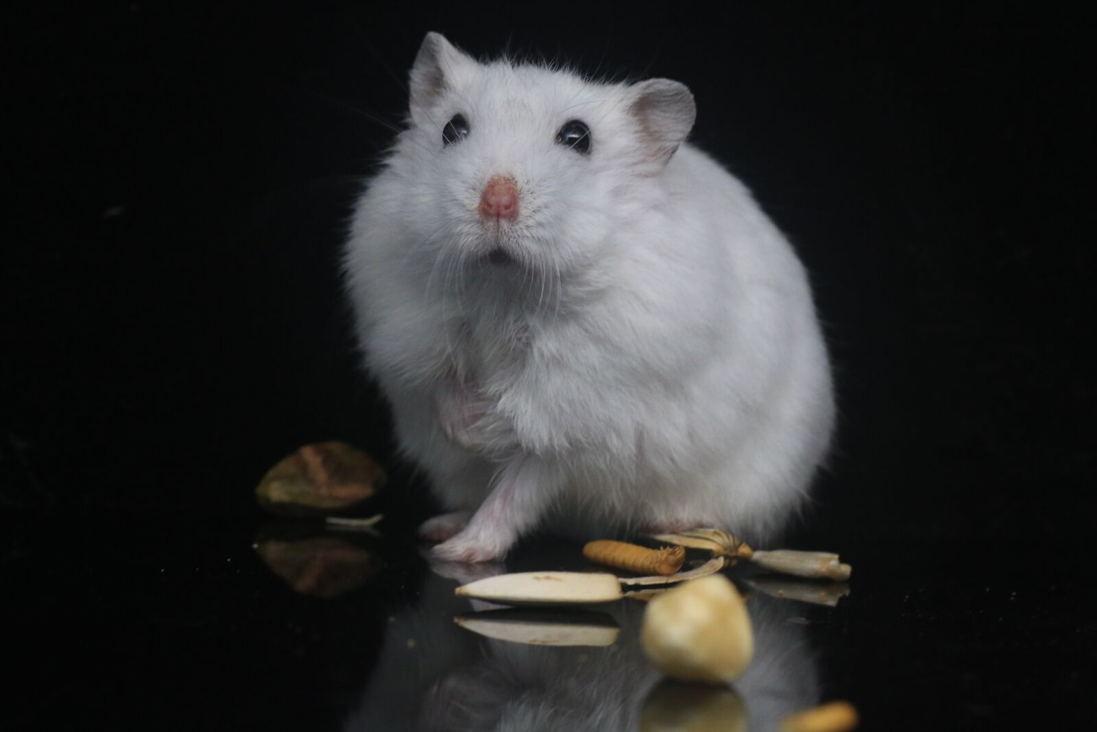 Canon EOS 70D sample photo. Hamster, pets, small animals photography