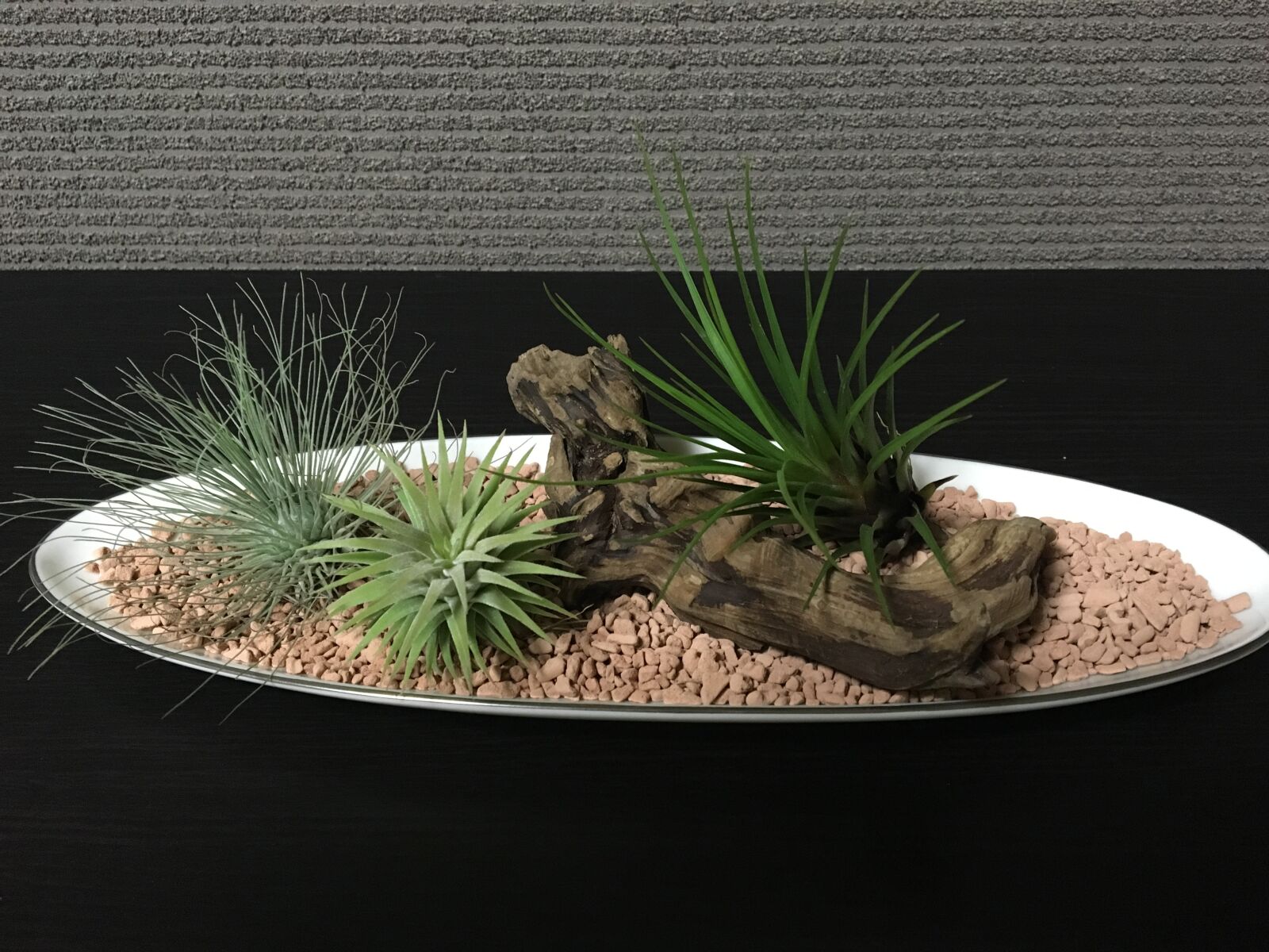 Apple iPhone 6s sample photo. Air plants, foliage plant photography