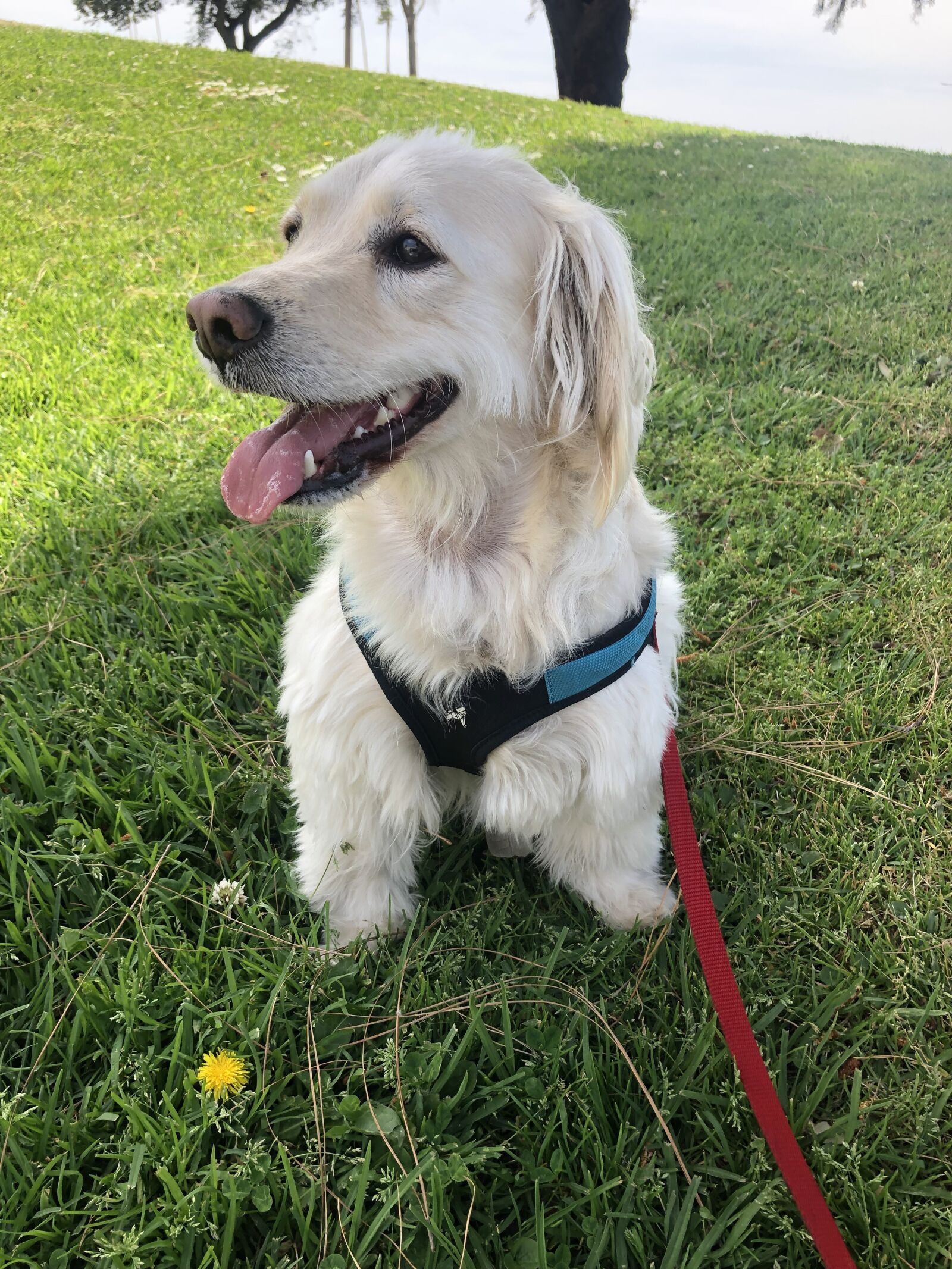 Apple iPhone 8 Plus sample photo. Happy, dog, days photography