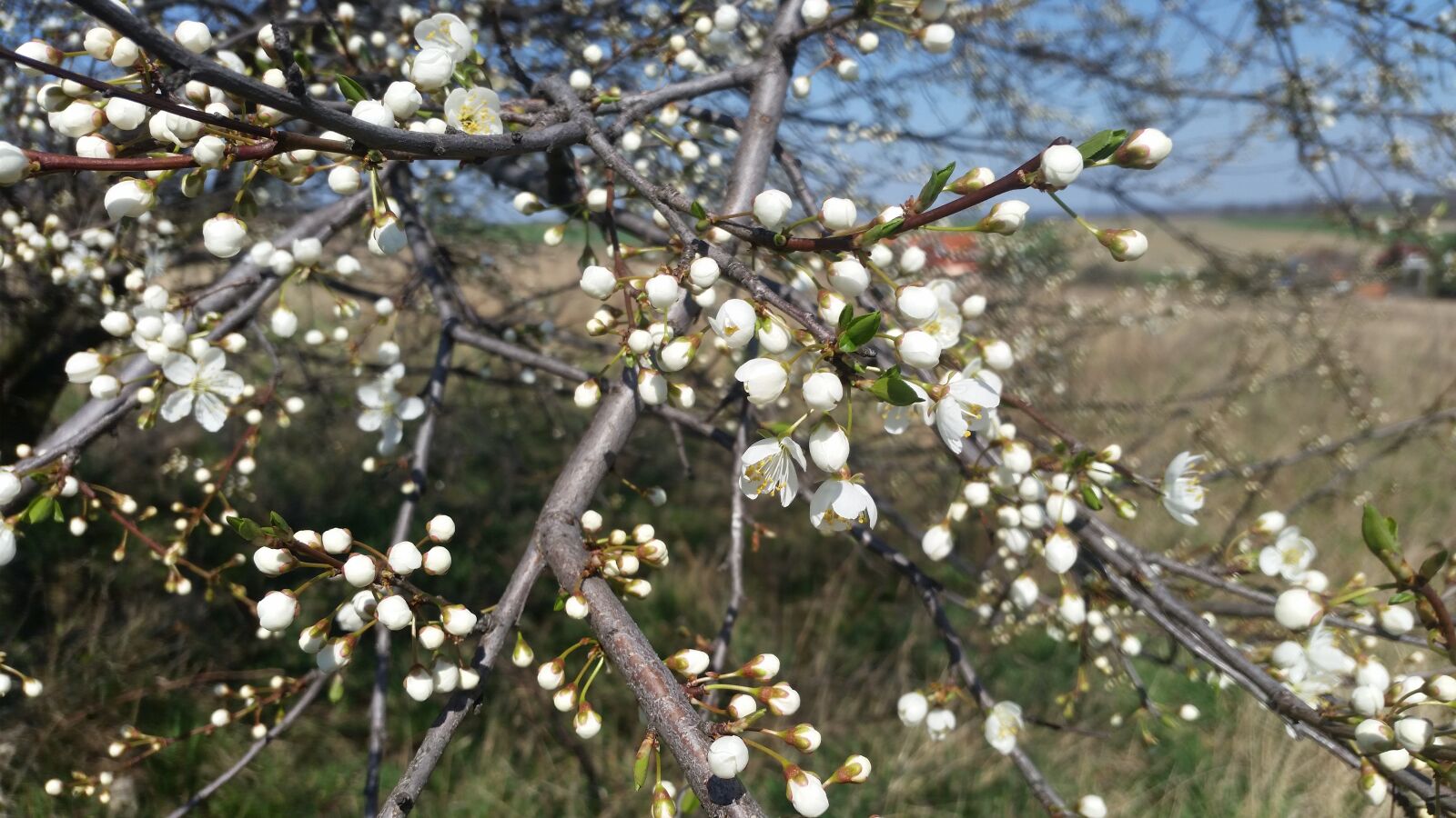 Samsung Galaxy S5 sample photo. Spring, white, flower photography