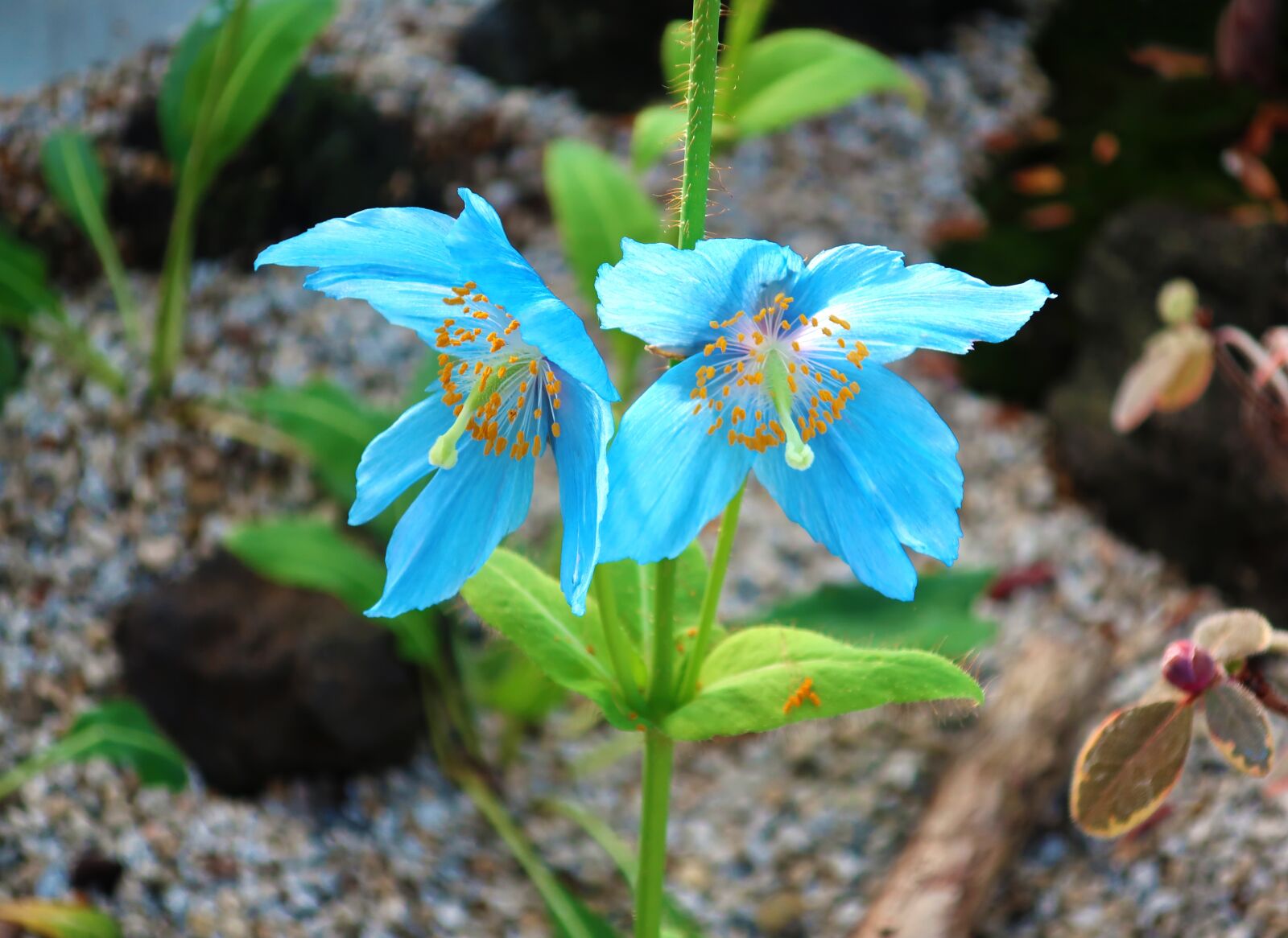 Canon PowerShot G9 X Mark II sample photo. Flowers, blue, plants photography