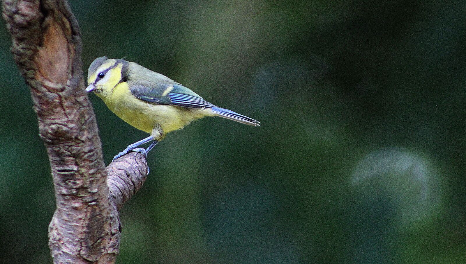 Canon EF75-300mm f/4-5.6 sample photo. Bird, wildlife, nature photography