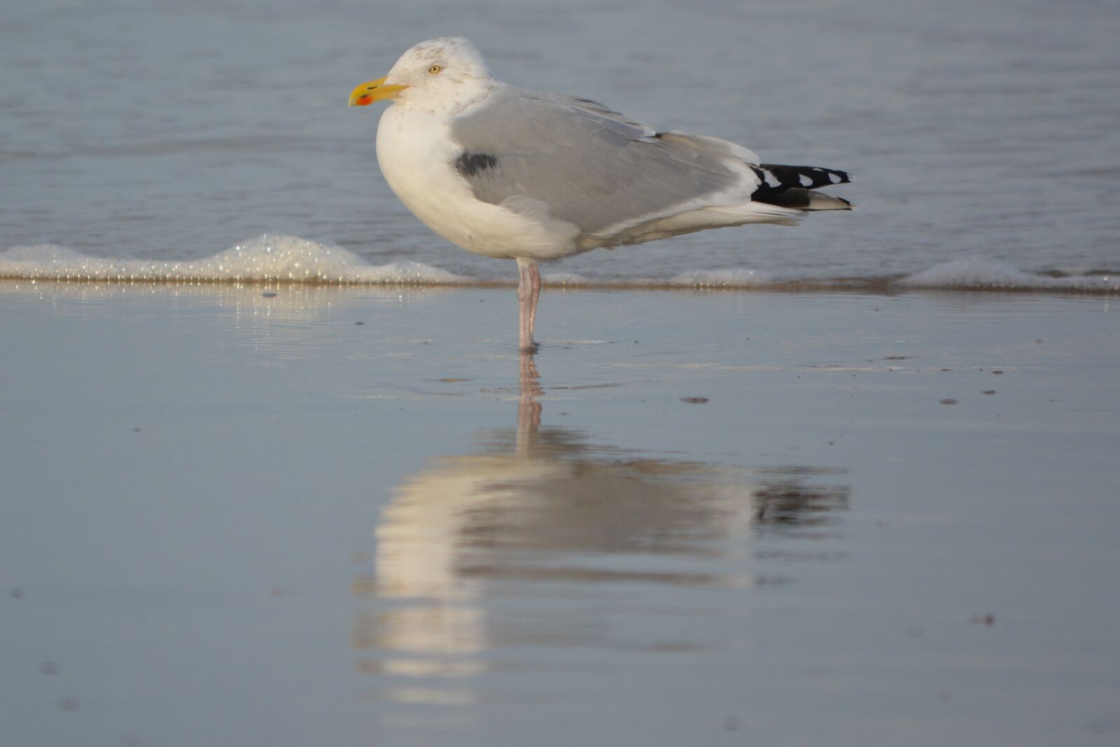 Nikon D5200 sample photo. Seagull, sea, bird photography