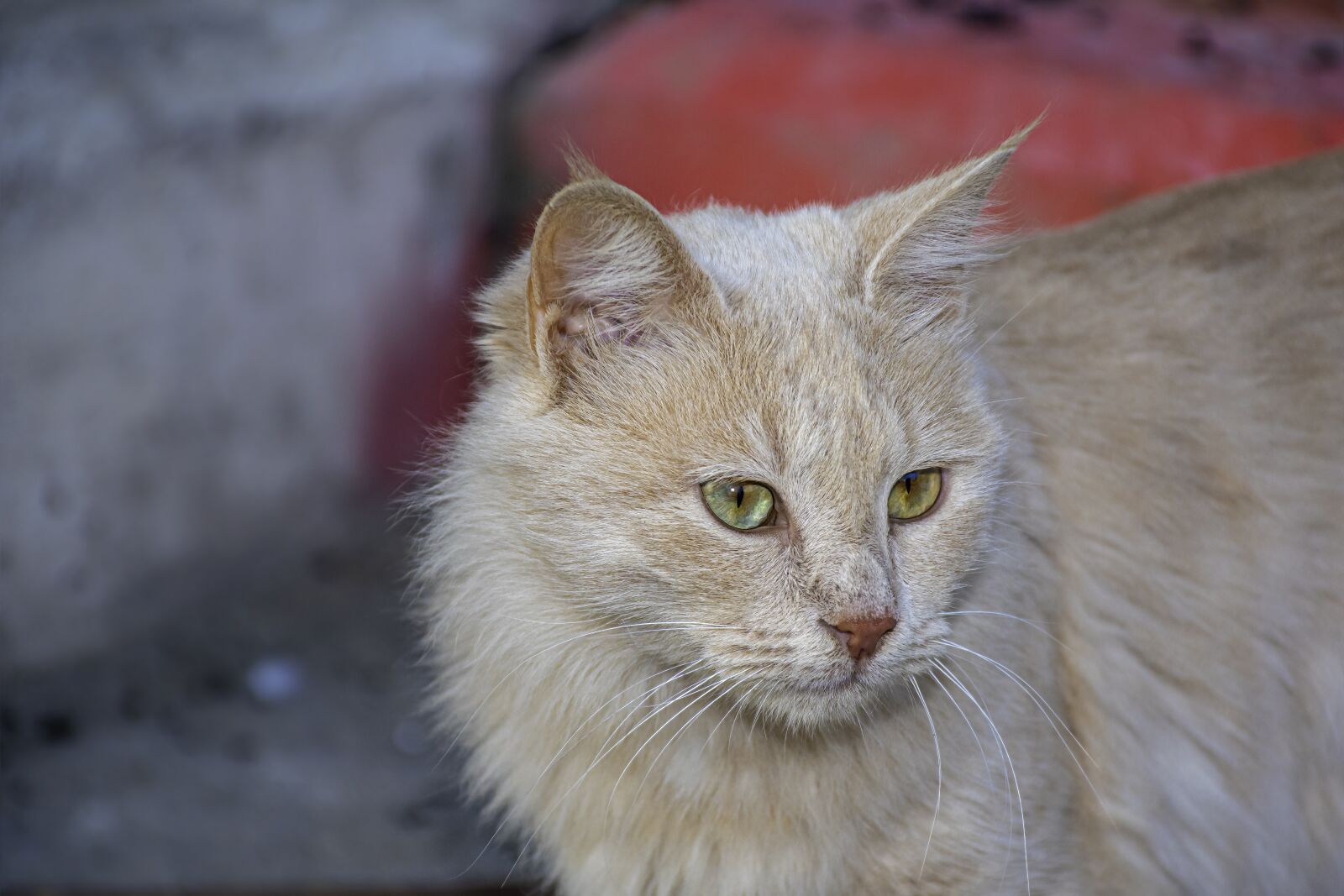 Nikon D5600 sample photo. Cat, blond, pet photography