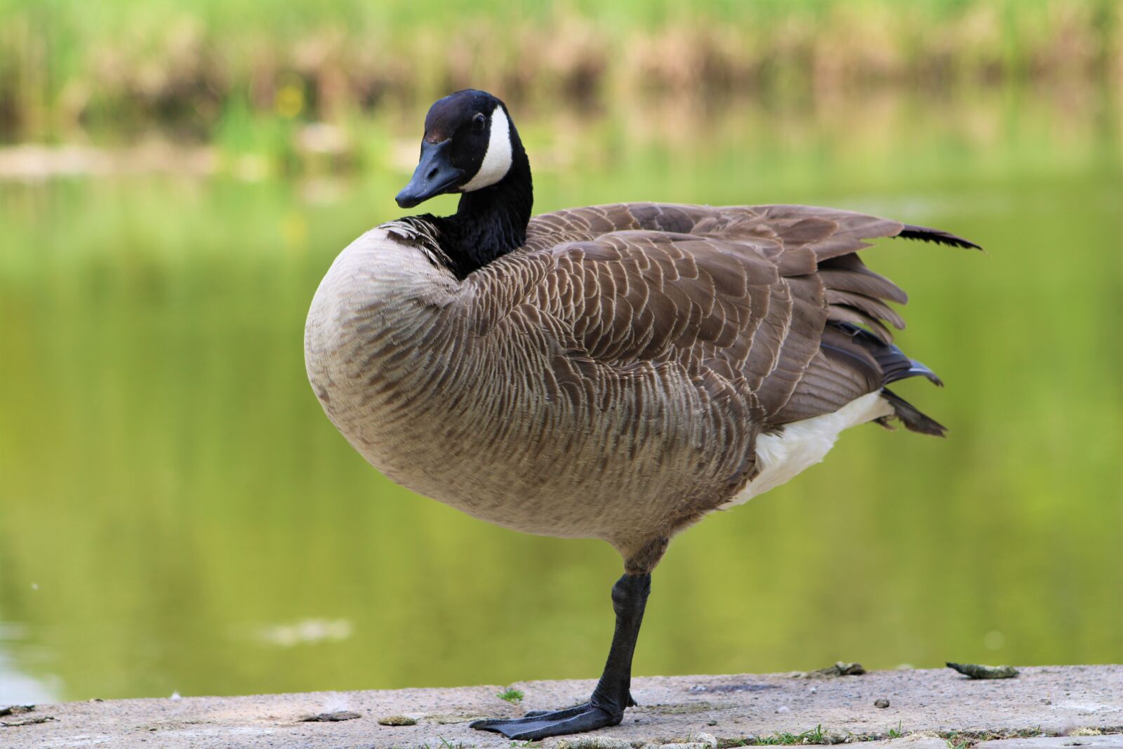 Canon EF75-300mm f/4-5.6 sample photo. Goose, bird, nature photography