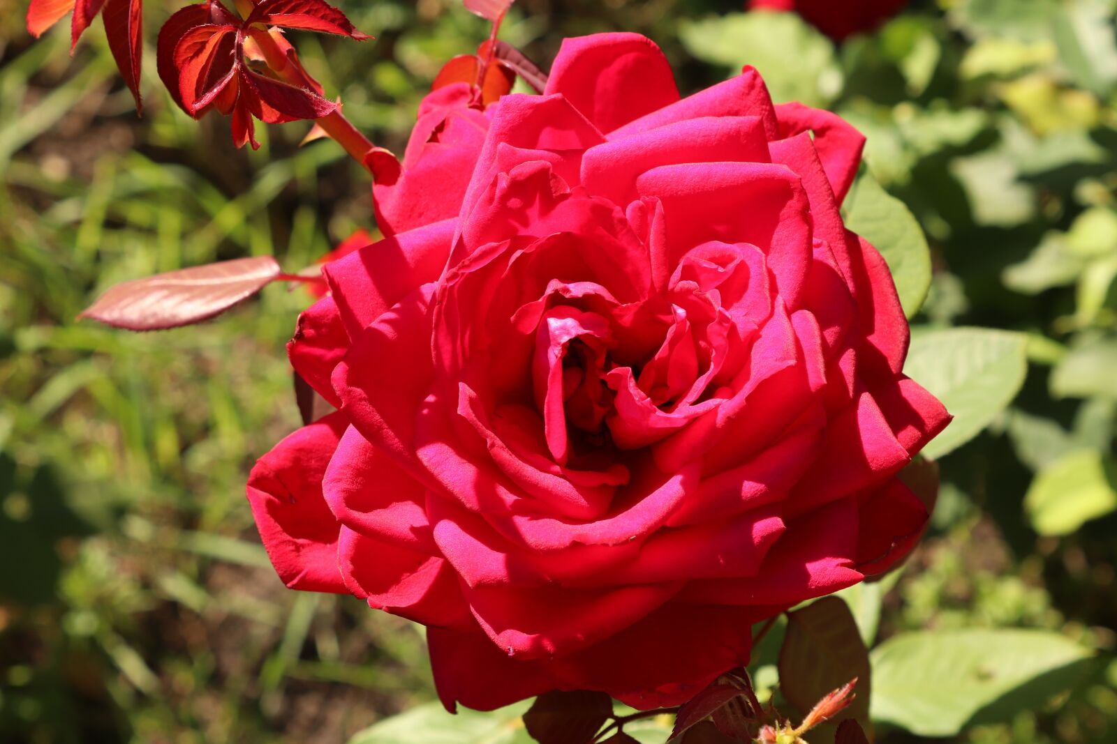 Canon EOS 200D (EOS Rebel SL2 / EOS Kiss X9) sample photo. Rose, flower, love photography