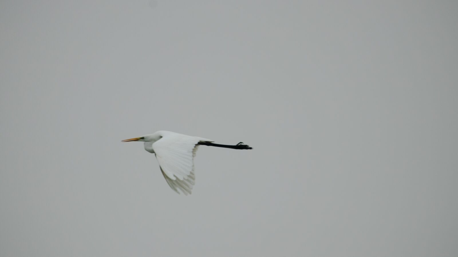 150-600mm F5-6.3 DG OS HSM | Contemporary 015 sample photo. Egret, sky, autumn photography