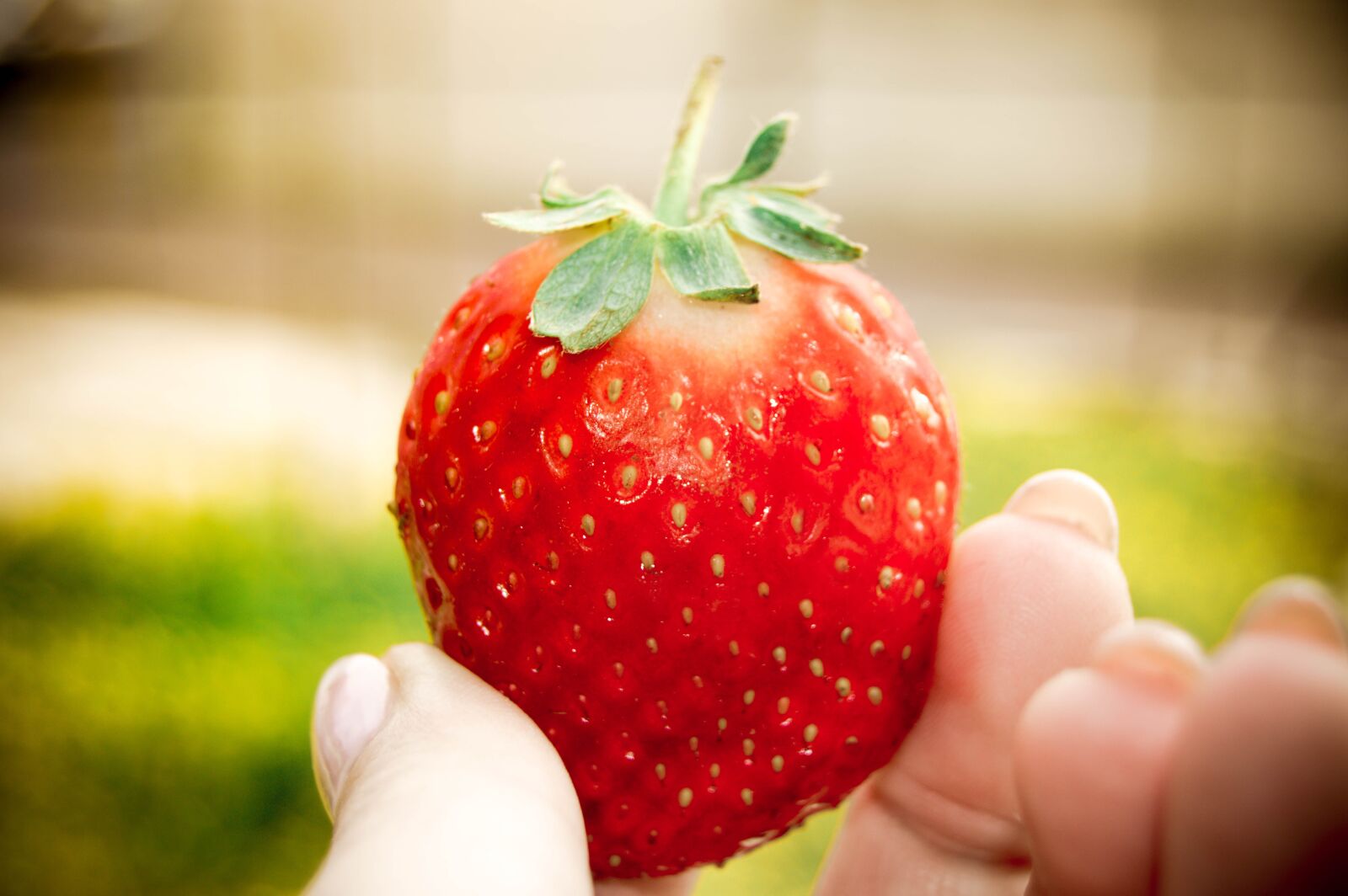 Nikon D3200 sample photo. Strawberry, nature, fruit photography