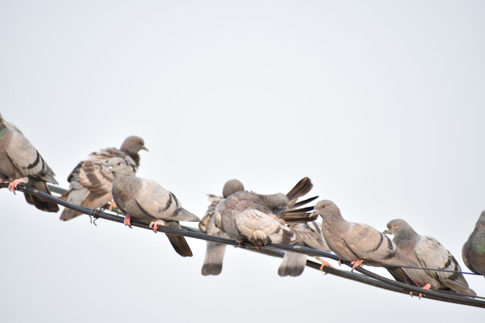 Nikon D5600 sample photo. Pigeons, birds, feathers photography