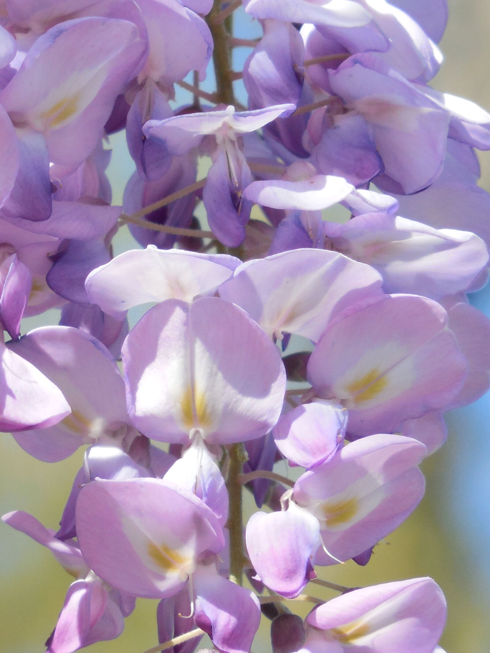 Nikon COOLPIX L620 sample photo. Wisteria, bloom, purple photography